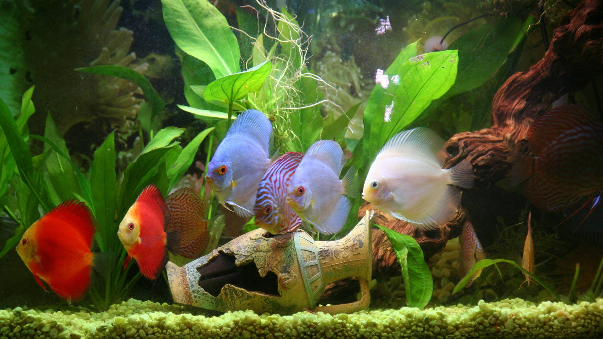 Aquarium 桌布 壁紙 — 色彩繽紛的七彩神仙魚在光線充足的魚缸中，於茂盛的綠色植物和裝飾石之間優雅地游動。