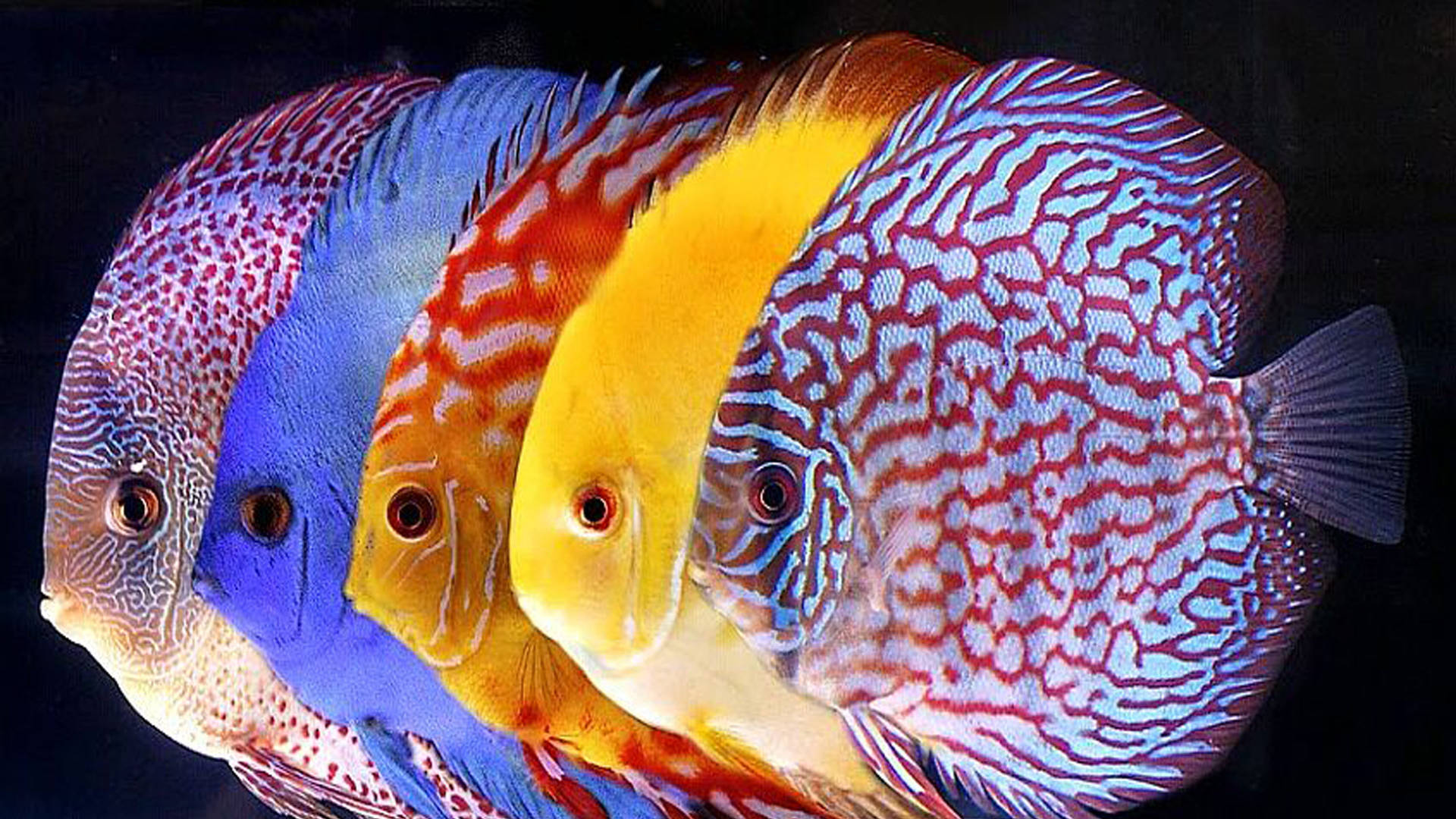 魚 桌布 壁紙 — 色彩繽紛的七彩神仙魚帶有複雜的紅、藍、黃色圖案，在黑色背景前緊密游動。