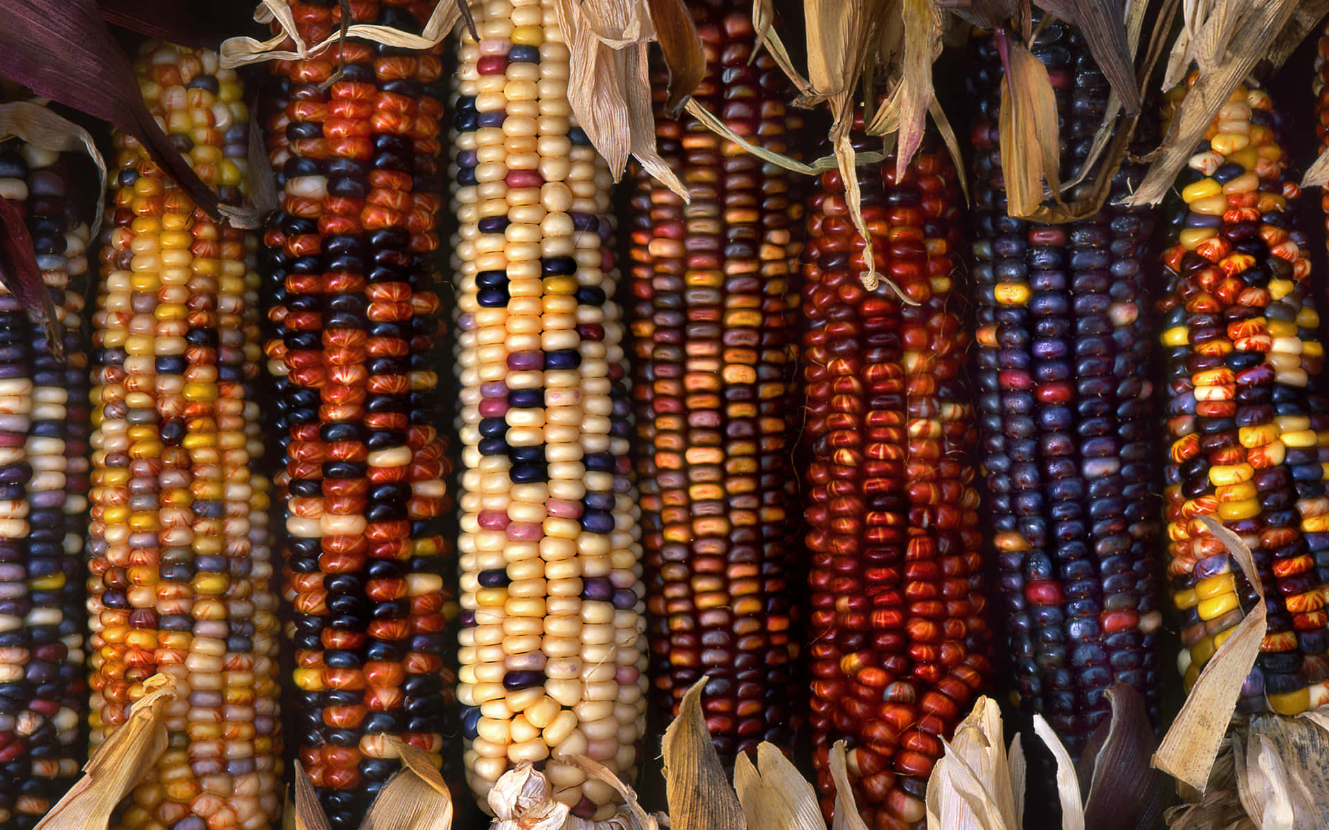 Corn 桌布 壁紙 — 色彩繽紛的乾燥玉米芯特寫，帶有複雜的圖案和乾燥的外殼。