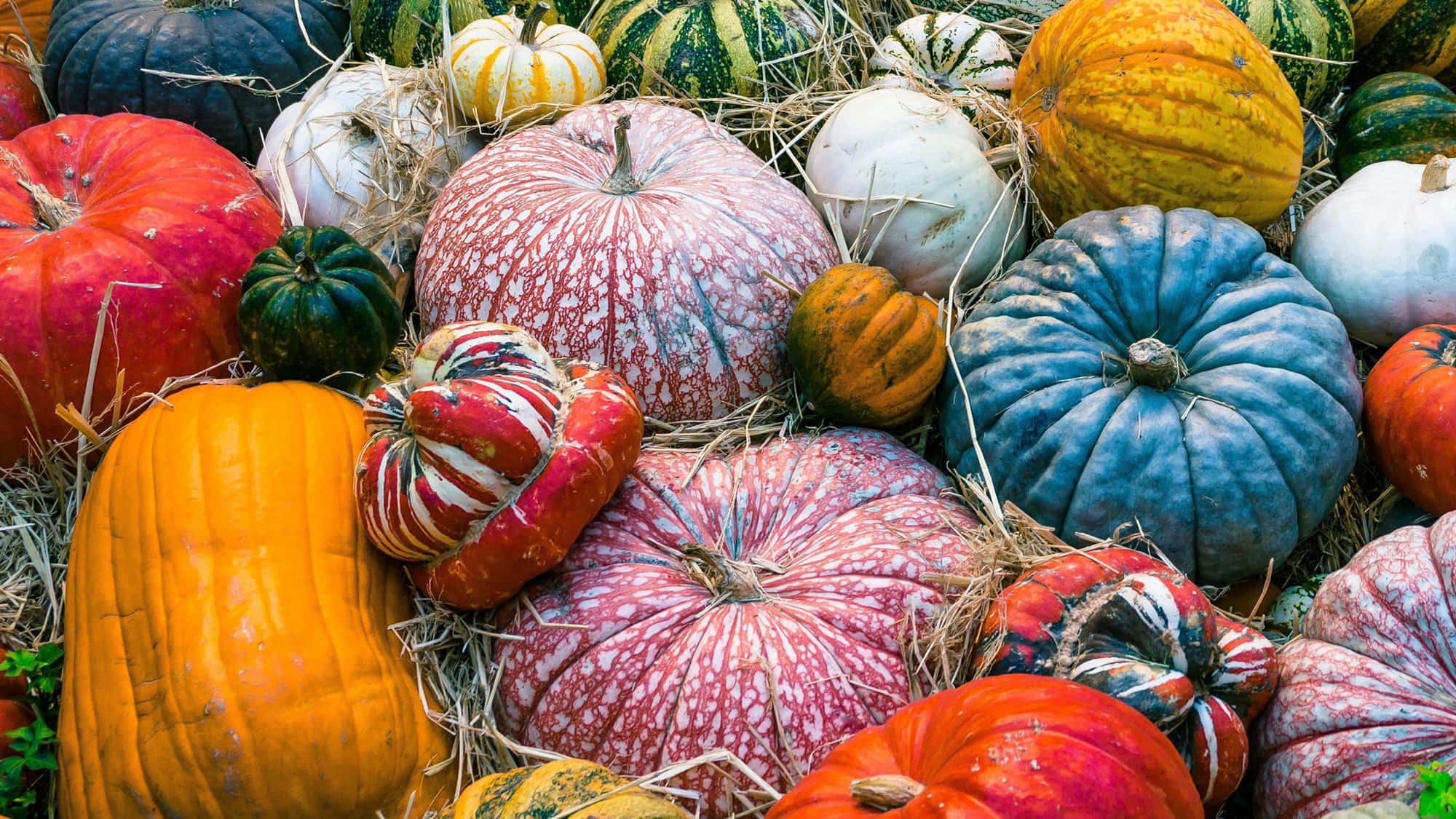 pumpkins 桌布 壁紙 — 色彩繽紛的南瓜和葫蘆放在稻草中，呈現豐富的秋日色調。
