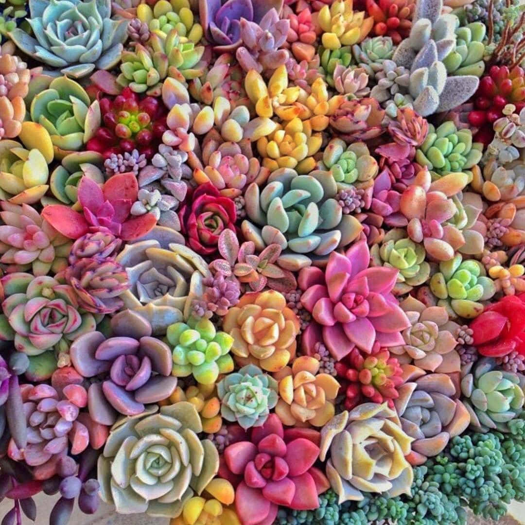 succulent 桌布 壁紙 — 色彩繽紛的多肉植物特寫，呈現彩虹色調，形成茂密且富有質感的馬賽克圖案。