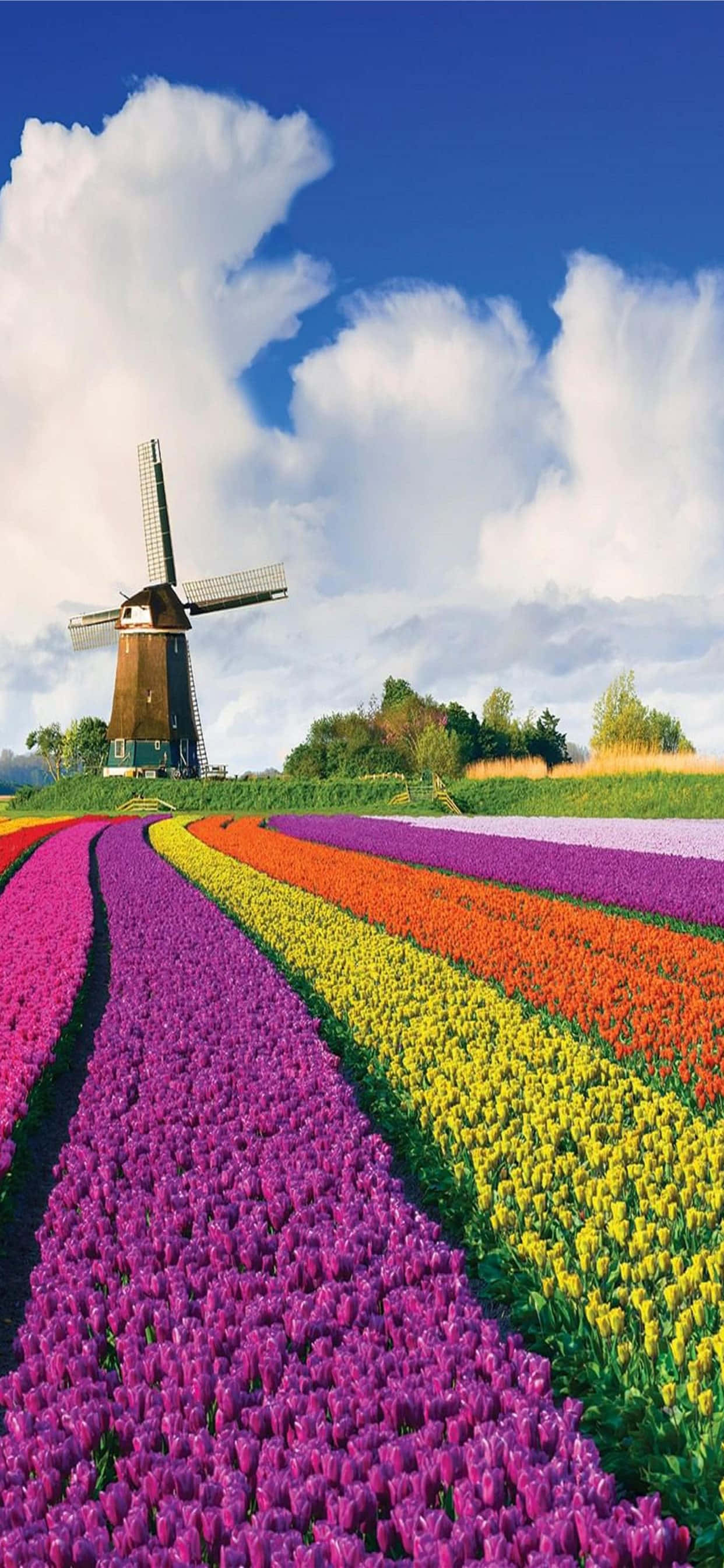 Tulip Field 桌布 壁紙 — 色彩繽紛的彩虹鬱金香花田，在藍天白雲下延伸至一座經典的木製風車。