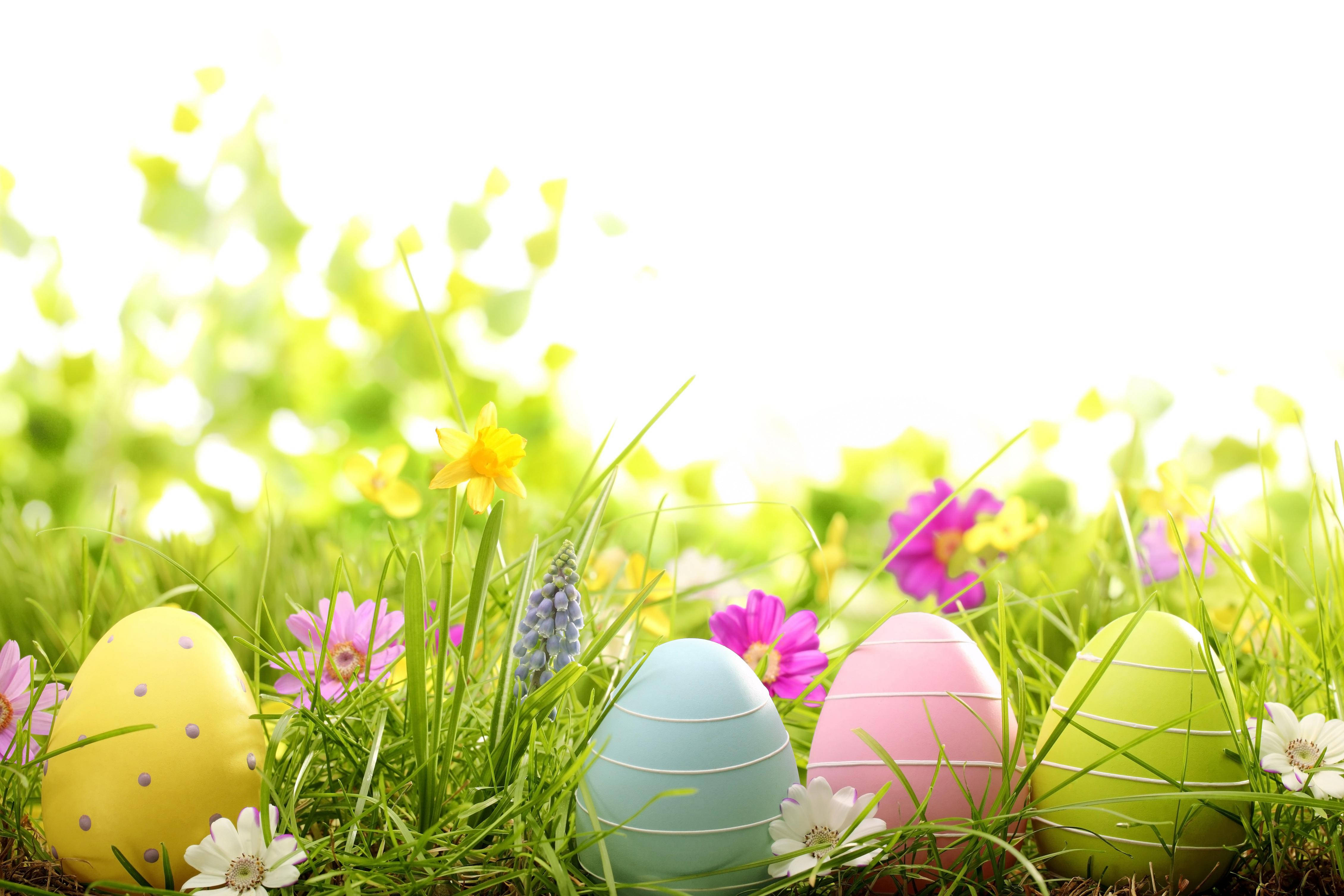Happy Easter 桌布 壁紙 — 色彩繽紛的復活節彩蛋藏在鮮綠的草地上，旁邊有盛開的水仙花和粉紅花朵，在明亮的陽光下。