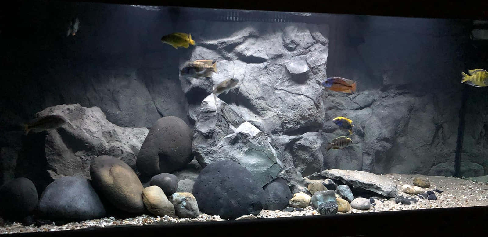 Best Fish 桌布 壁紙 — 色彩繽紛的慈鯛在光線昏暗的水族箱中，於光滑的岩石和礫石間優雅地游動，背景是崎嶇的岩石。