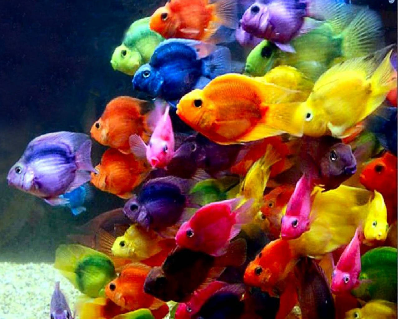 酷魚 桌布 壁紙 — 色彩繽紛的慈鯛魚群在熱鬧的水族箱場景中一起游動。