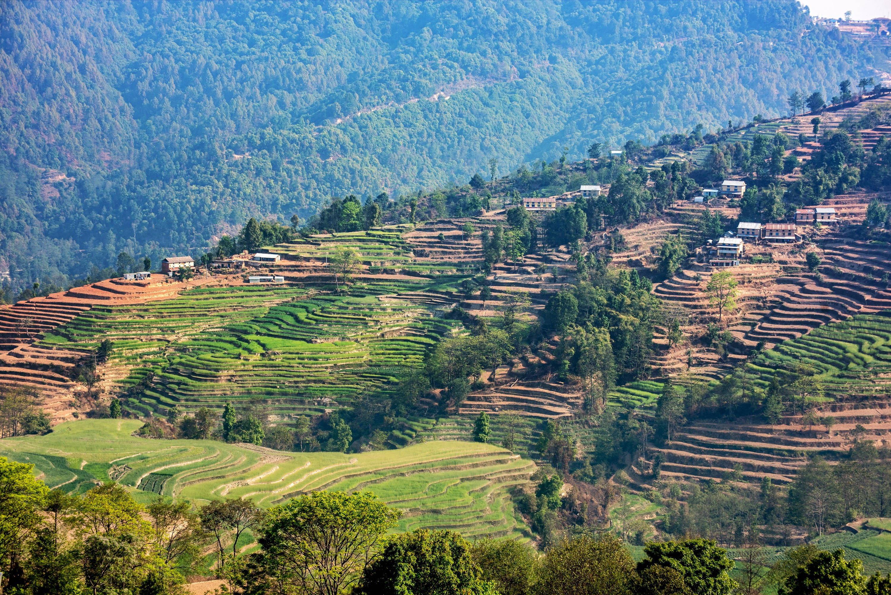 Nepal 桌布 壁紙 — 色彩繽紛的梯田沿著陽光明媚的山坡層層疊疊，點綴著小房子和茂密的綠樹。