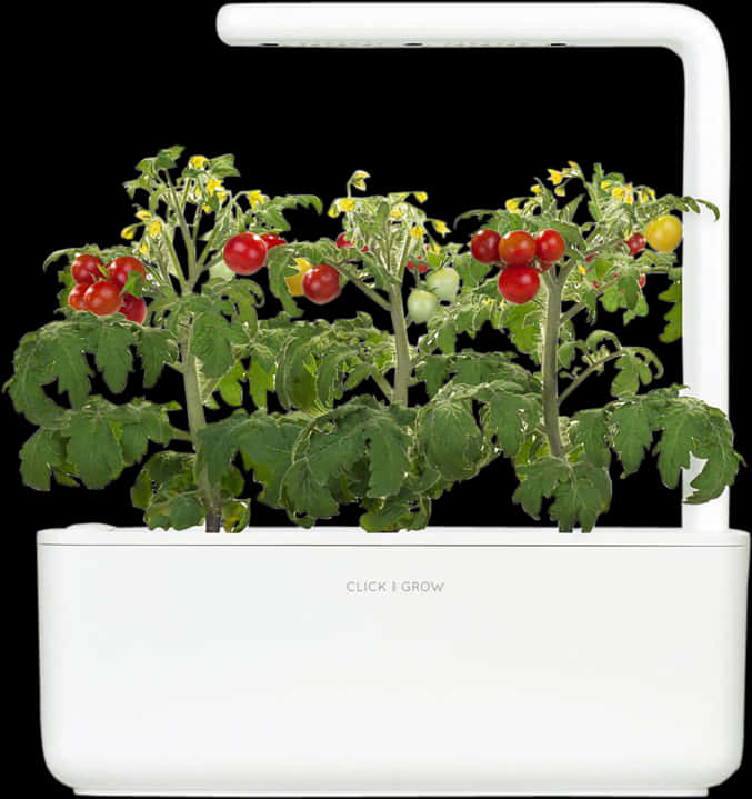 Tomato Plant 桌布 壁紙 — 色彩繽紛的櫻桃番茄植物，結有紅色和黃色果實，在白色LED生長燈下於時尚的白色室內花園系統中茁壯成長。