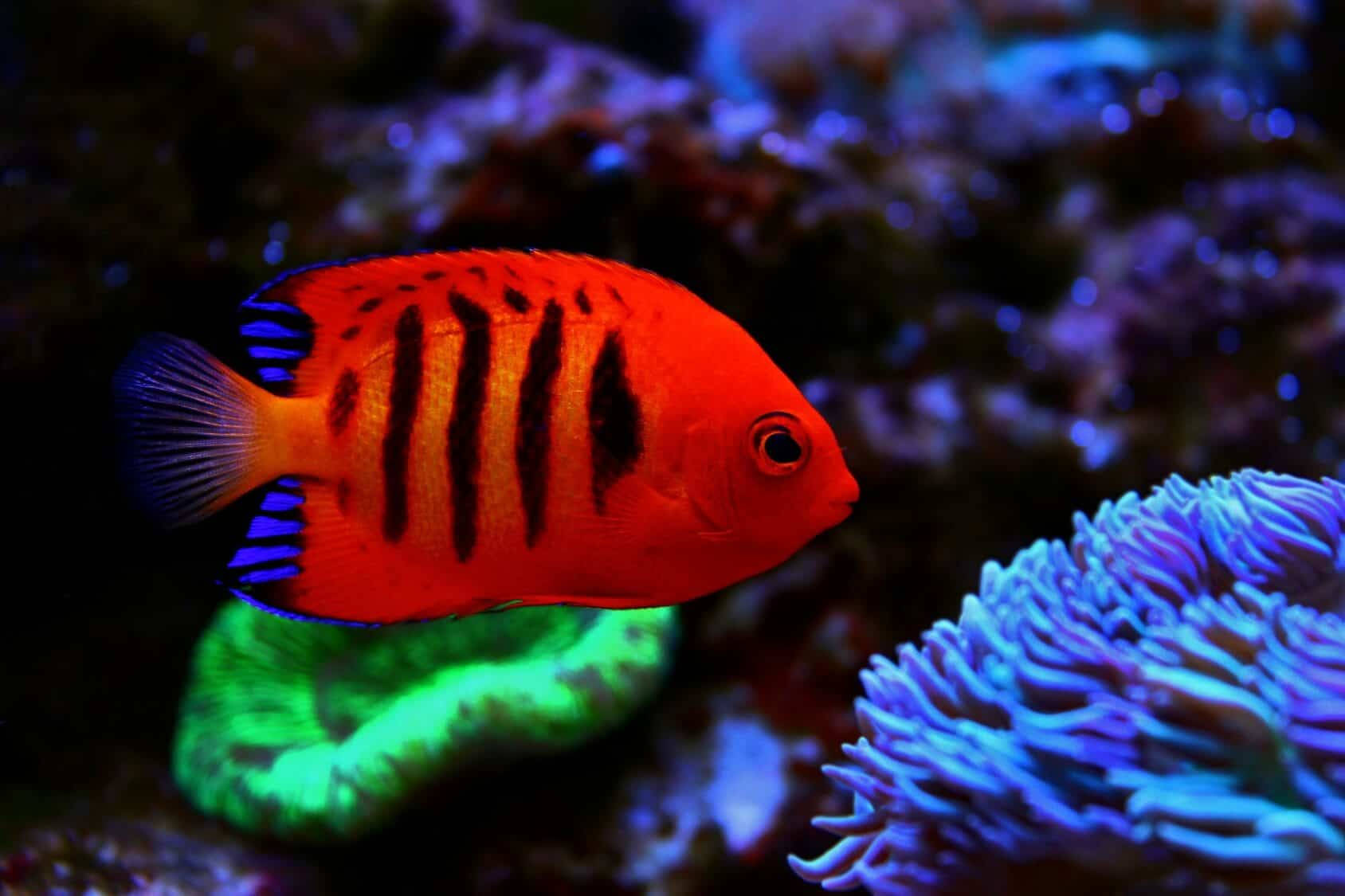 酷魚 桌布 壁紙 — 色彩繽紛的水底場景中，一條帶有黑色條紋的鮮豔橙色神仙魚在發光的藍色和綠色珊瑚附近游動。
