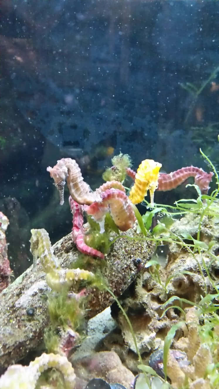 海馬 桌布 壁紙 — 色彩繽紛的海馬依附在佈滿藻類的石頭上，身處光線昏暗、有漂浮微粒的水族箱中。