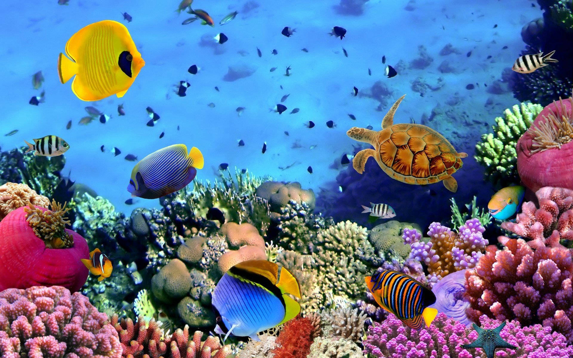酷魚 桌布 壁紙 — 色彩繽紛的熱帶魚和海龜在清澈的藍色海水下穿過色彩斑斕的珊瑚礁。