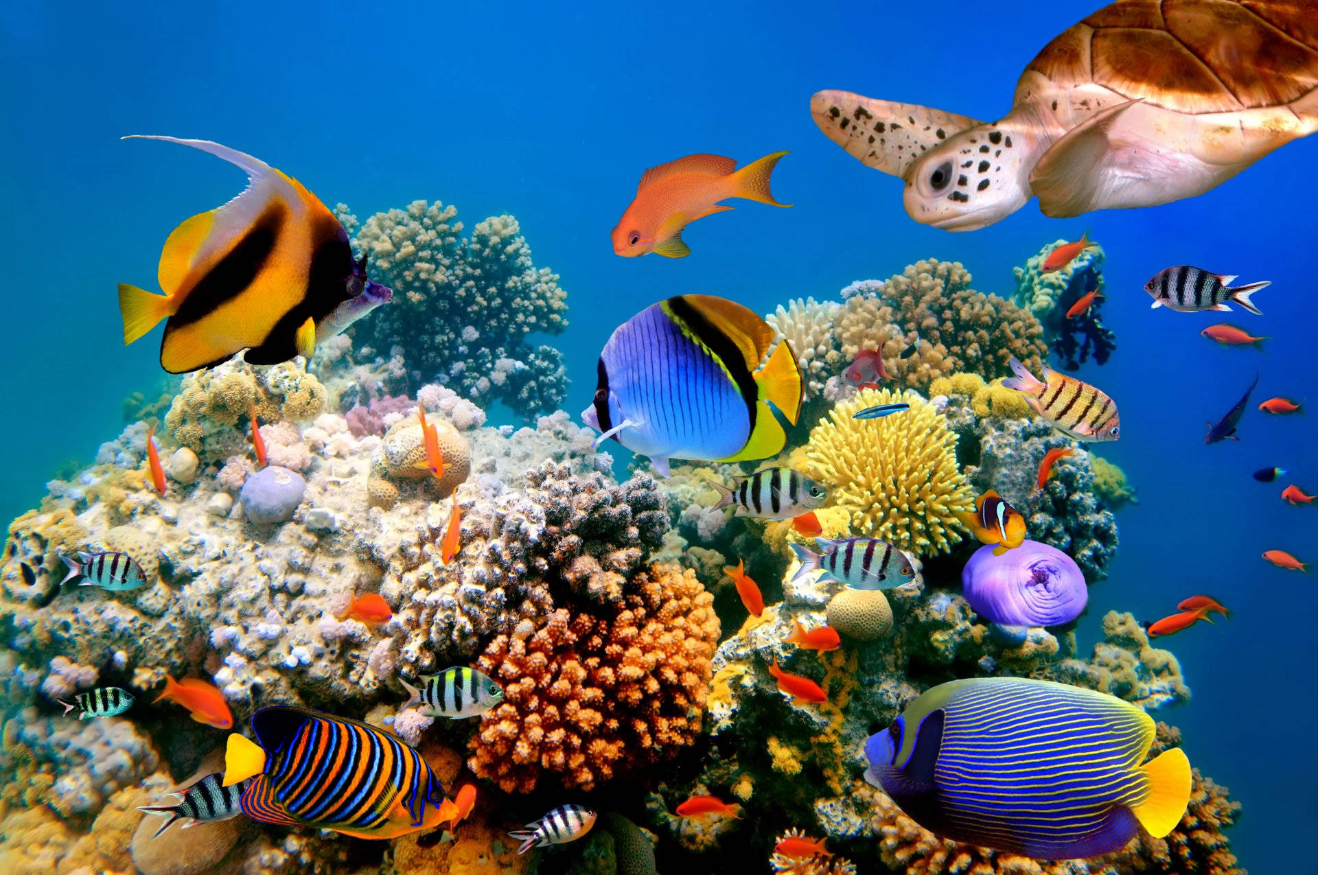 酷魚 桌布 壁紙 — 色彩繽紛的熱帶魚和海龜在清澈的藍色海水中的彩色珊瑚礁之間優雅地游動。