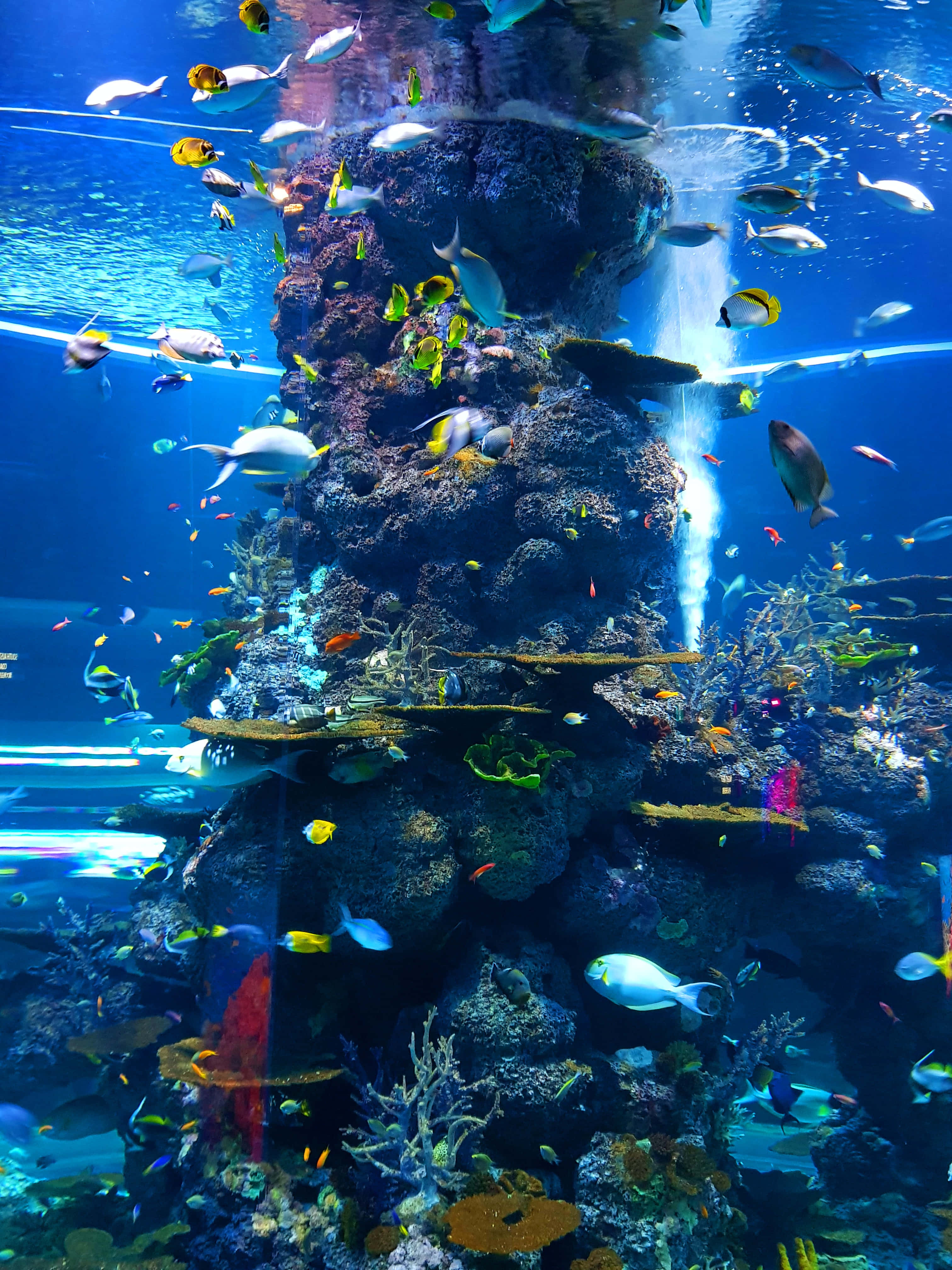 水下動畫 桌布 壁紙 — 色彩繽紛的熱帶魚在一個巨大的水族箱中圍繞著高聳的珊瑚礁結構游動，中央有水流噴射。