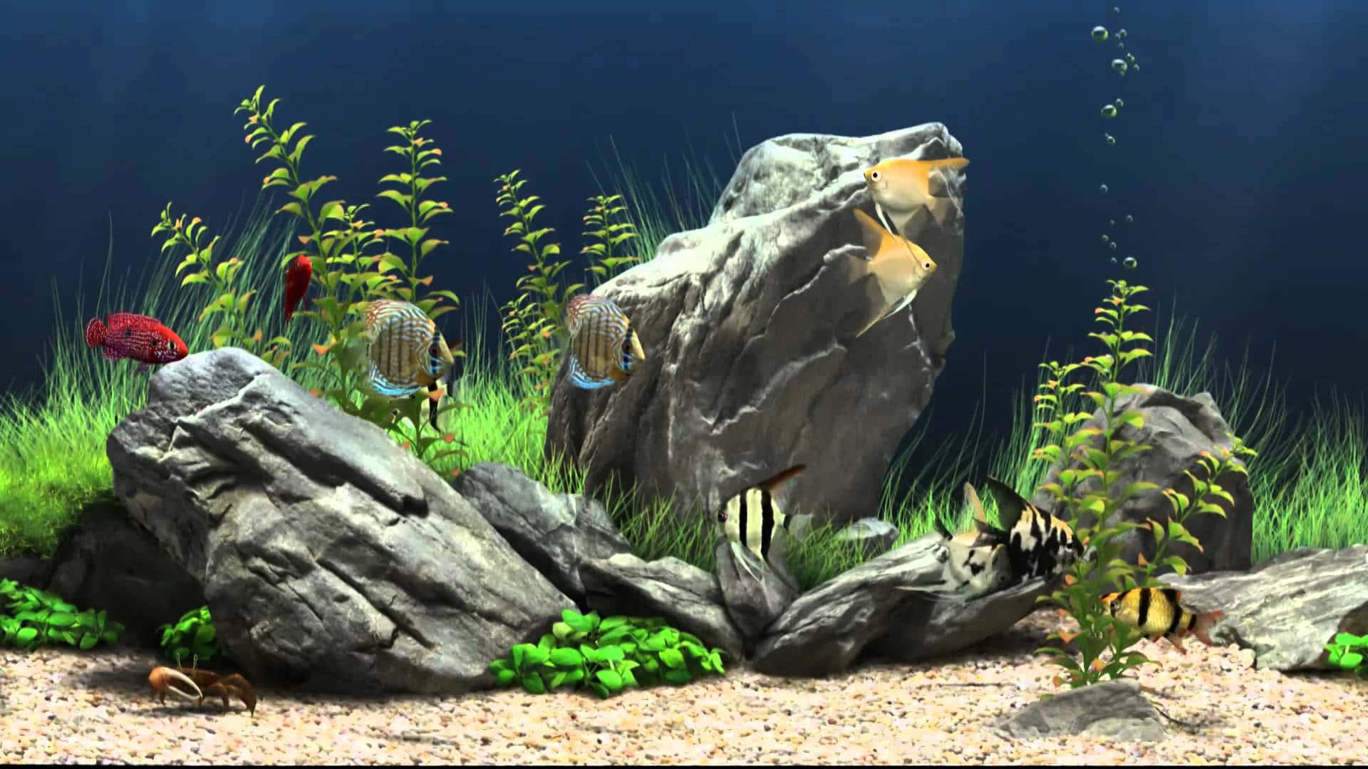 桌布 壁紙 — 色彩繽紛的熱帶魚在光線充足、沙底的水族箱中，優雅地穿梭於茂盛的綠色植物和灰色岩石之間。