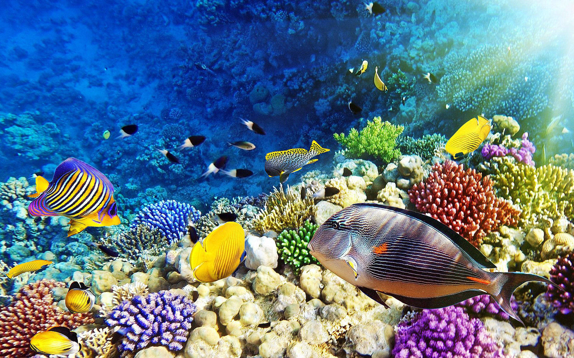 水下動畫 桌布 壁紙 — 色彩繽紛的熱帶魚在明亮的藍色海水中的彩色珊瑚礁之間游動。