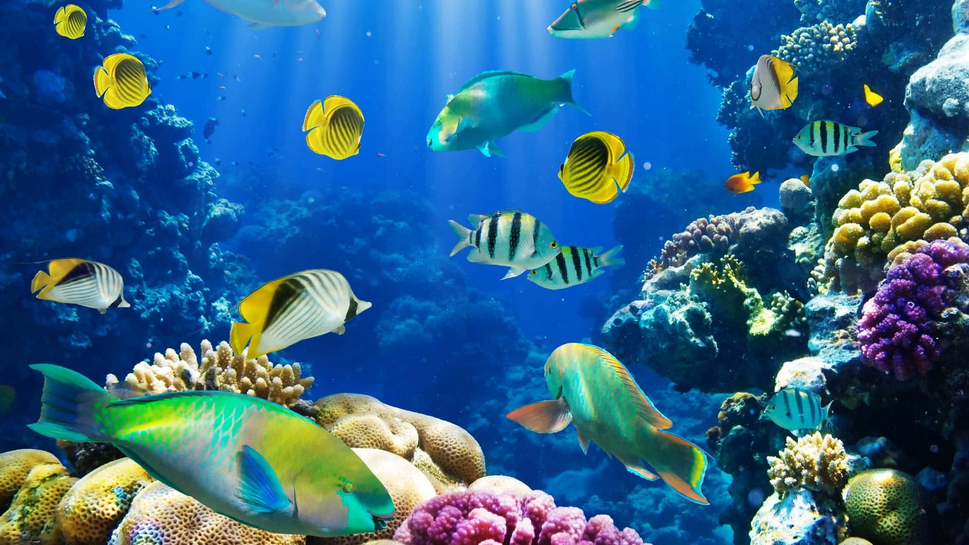 Aquatic 桌布 壁紙 — 色彩繽紛的熱帶魚在明亮的藍色海水下，優雅地穿梭於色彩斑斕的珊瑚礁之間。