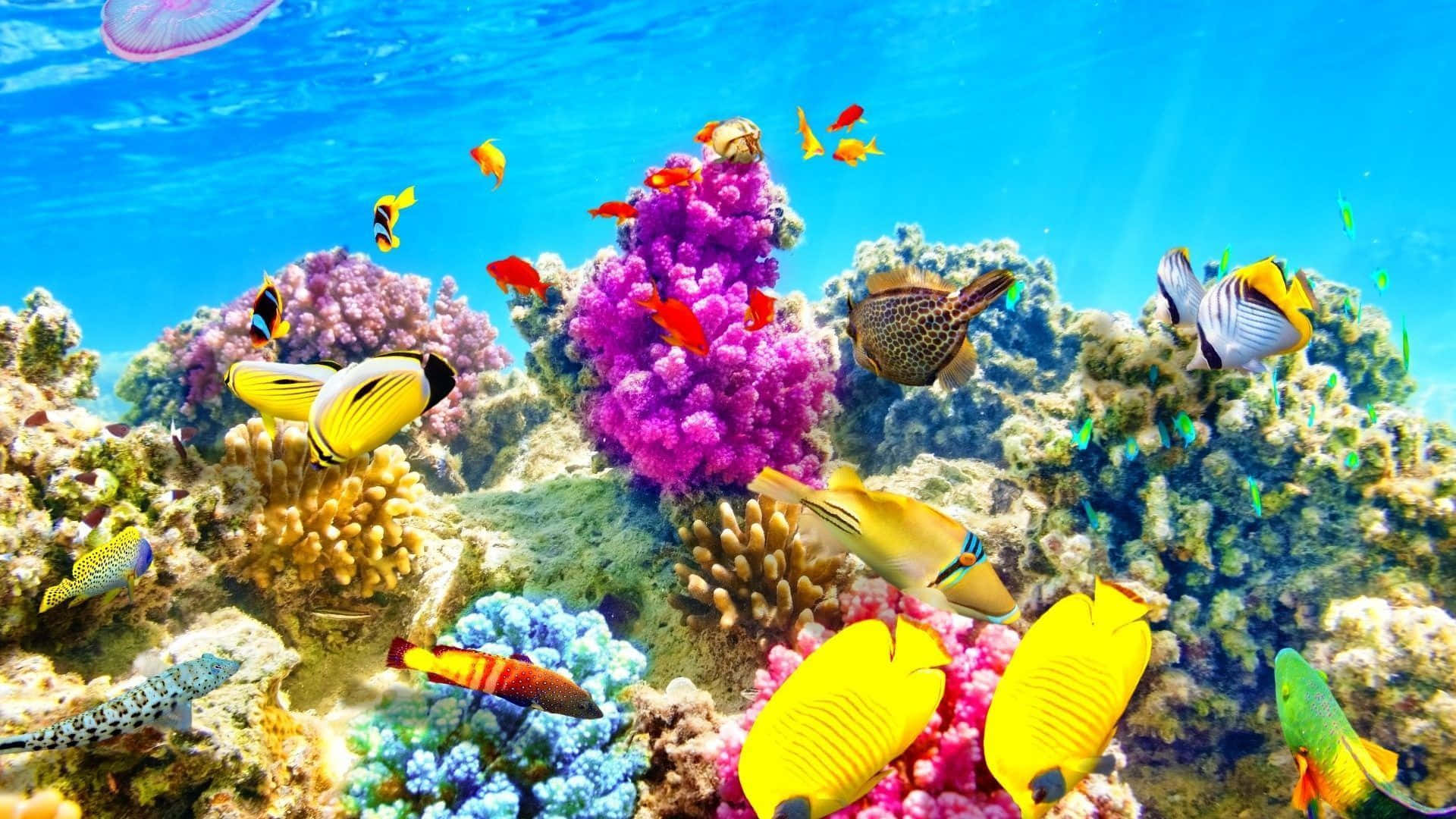 Underwater Ocean 桌布 壁紙 — 色彩繽紛的熱帶魚在明亮的藍色海水下，於多彩的珊瑚礁之間游動。