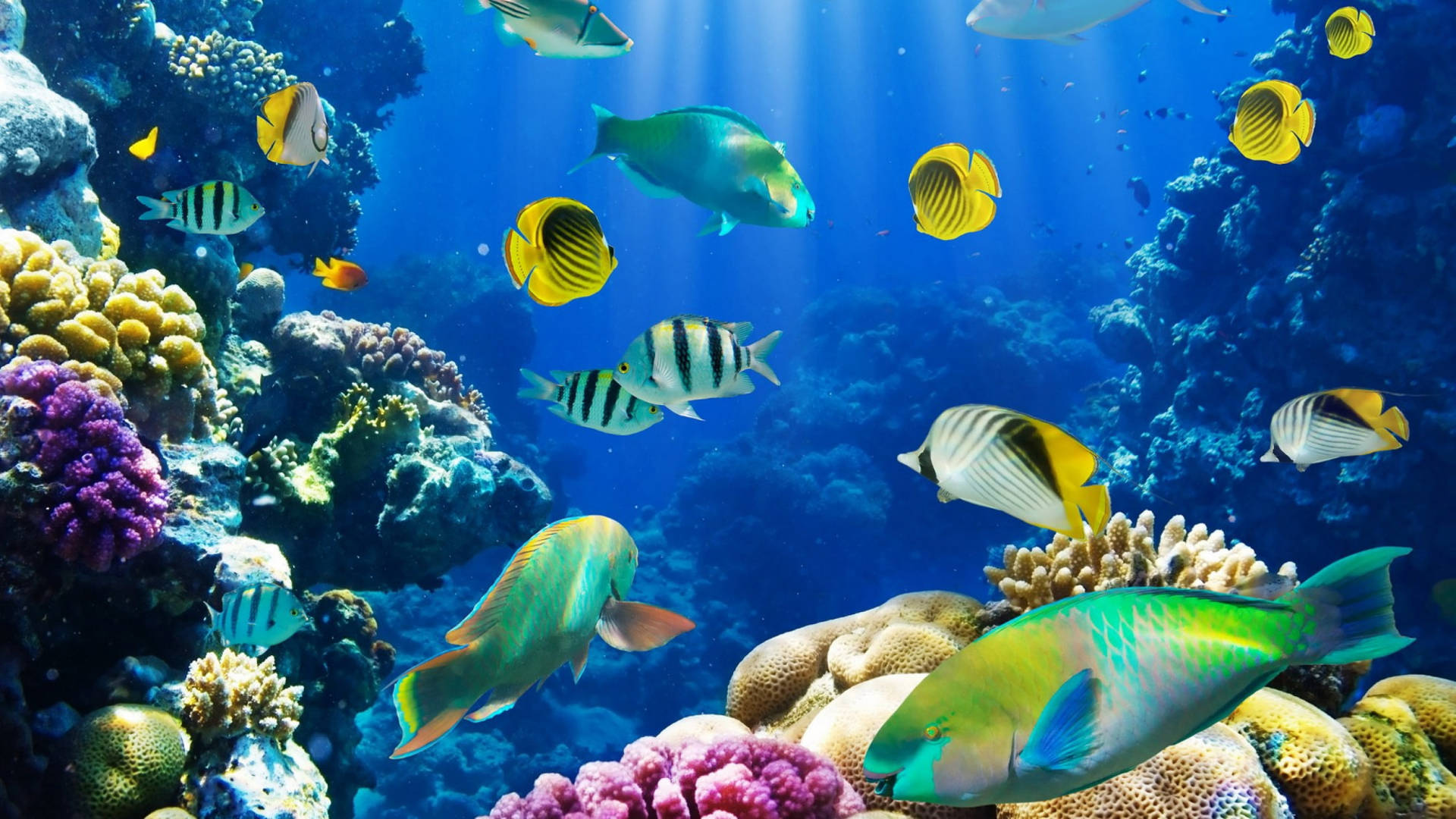 水下動畫 桌布 壁紙 — 色彩繽紛的熱帶魚在明亮的藍色海水下，優雅地穿梭於多彩的珊瑚礁之間。