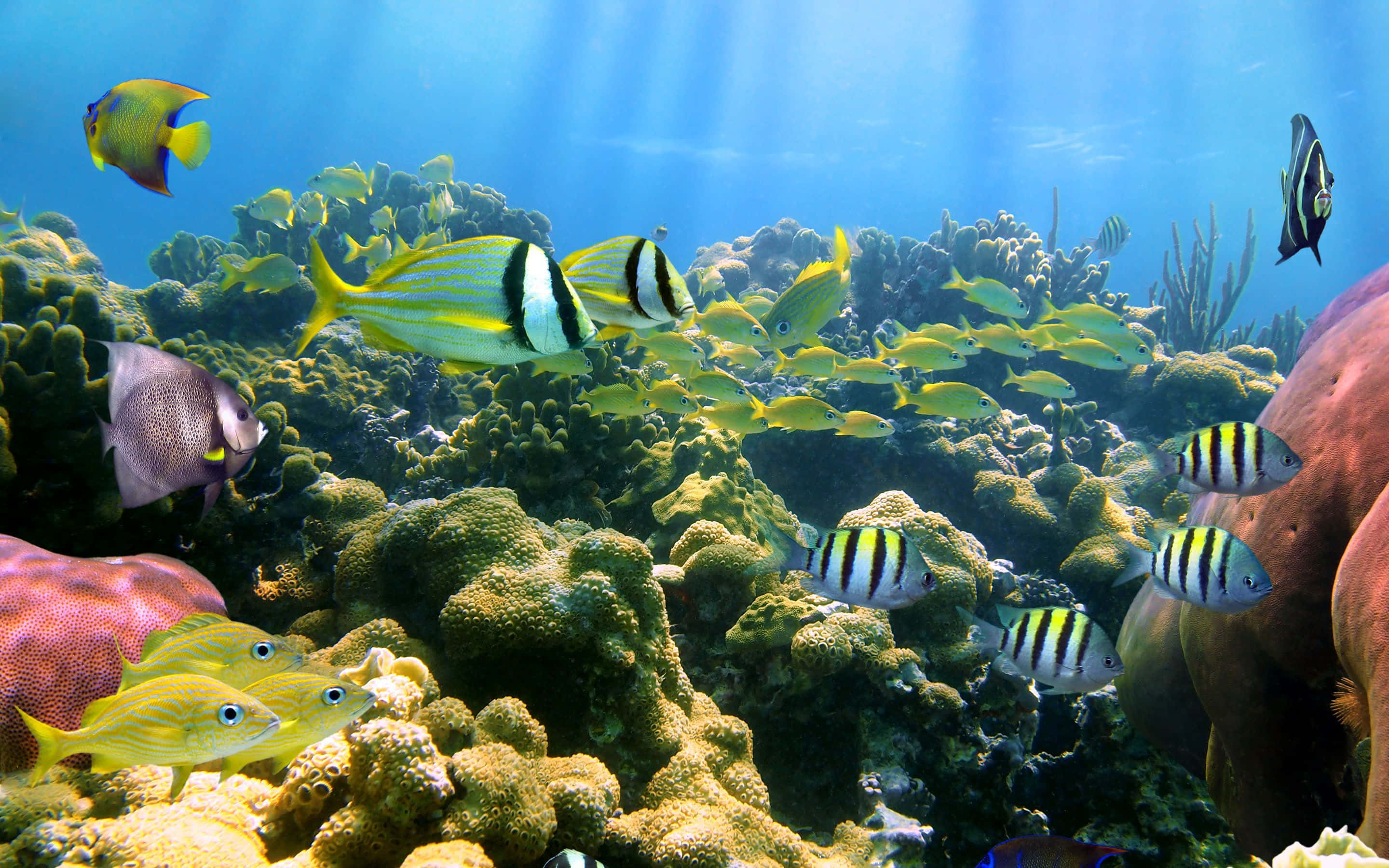 Fish Desktop 桌布 壁紙 — 色彩繽紛的熱帶魚在明亮的藍色海洋陽光下，優雅地在五顏六色的珊瑚礁中游動。