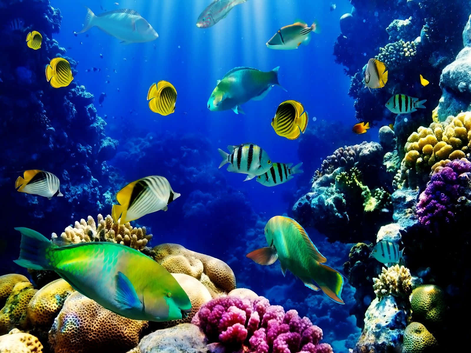 Sea Aesthetic 桌布 壁紙 — 色彩繽紛的熱帶魚在明亮藍色海水下的彩色珊瑚礁中游動。