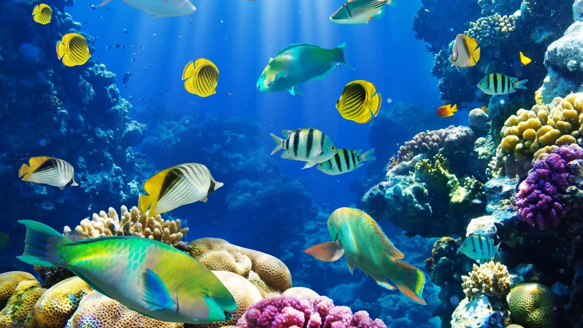 HD Fish 桌布 壁紙 — 色彩繽紛的熱帶魚在明亮藍色海水中的彩色珊瑚礁間優雅游動。