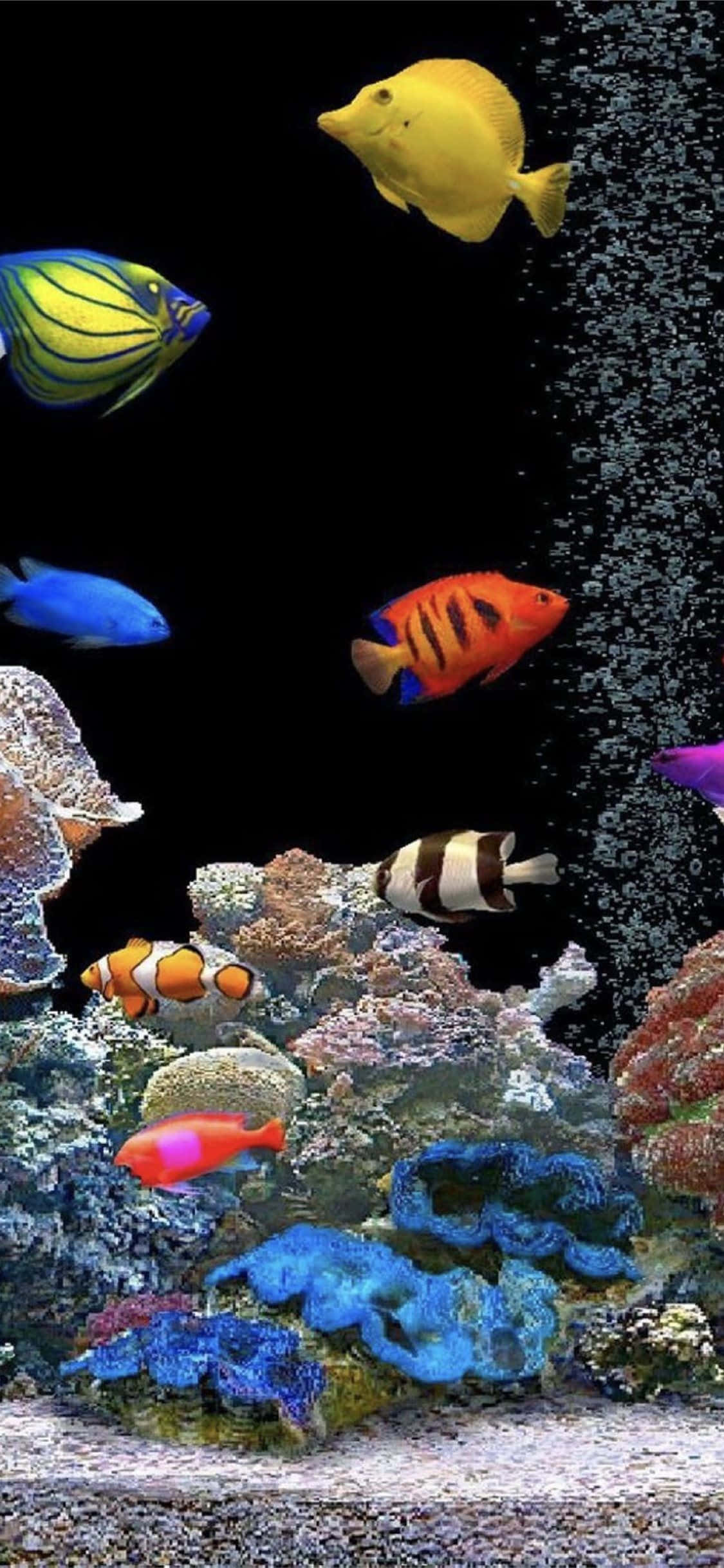 Aquarium iPhone 桌布 壁紙 — 色彩繽紛的熱帶魚在深色背景下，伴隨著上升的氣泡，優雅地在多彩的珊瑚礁間游動。