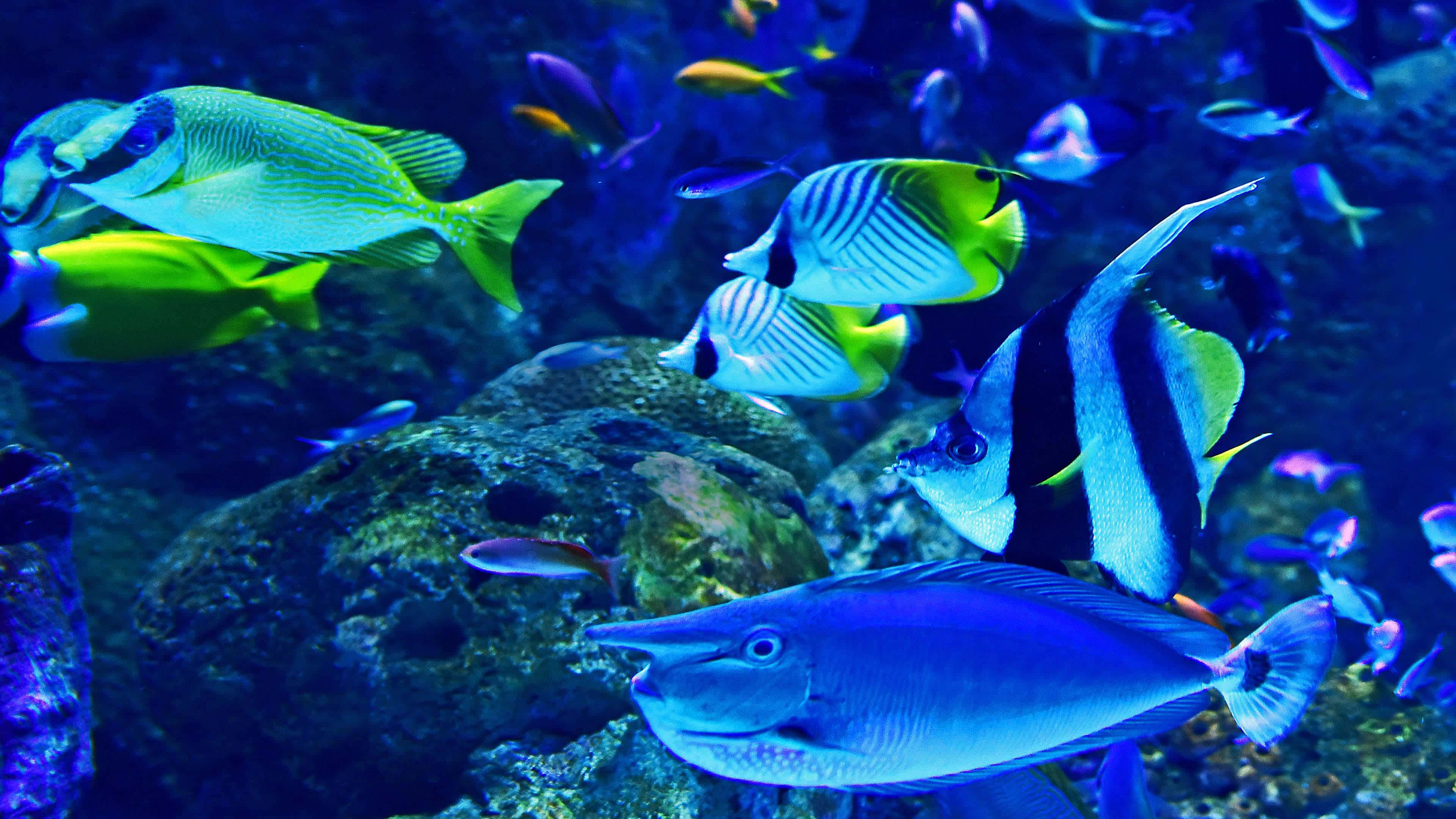 4K Fish 桌布 壁紙 — 色彩繽紛的熱帶魚在深藍色海底場景中，優雅地穿梭於岩石珊瑚形成之間。