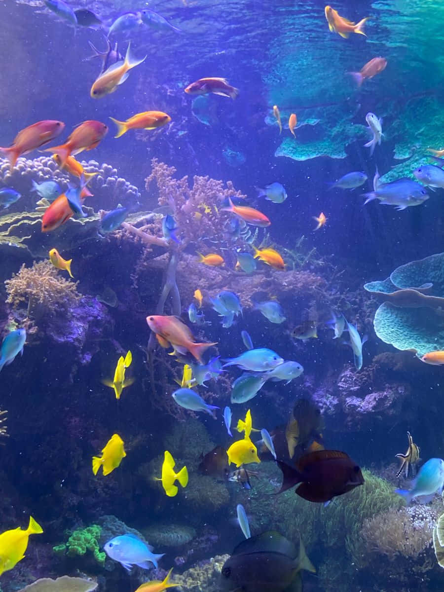 海洋 桌布 壁紙 — 色彩繽紛的熱帶魚在深藍色海水中的彩色珊瑚礁間優雅地游動。