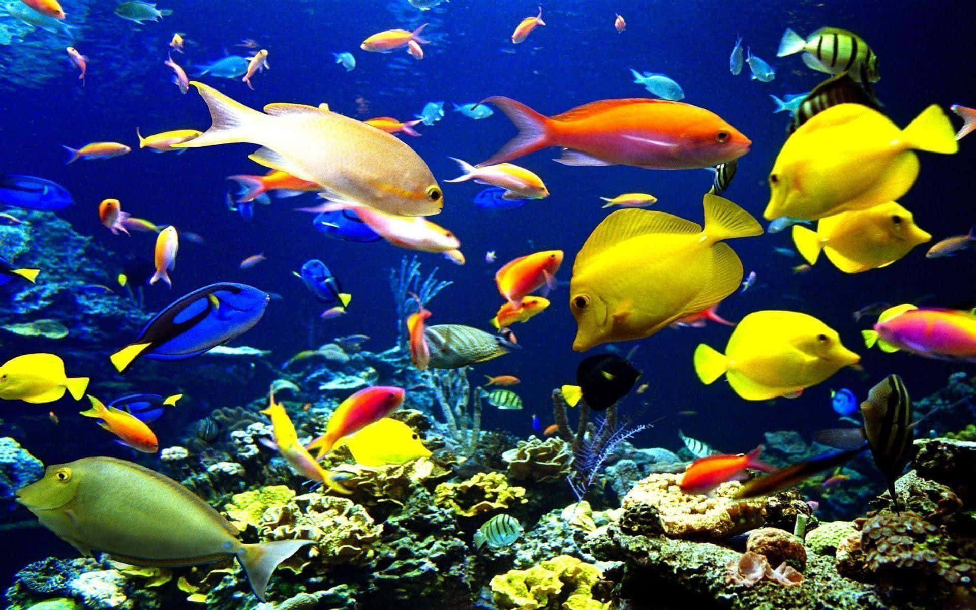 HD Fish 桌布 壁紙 — 色彩繽紛的熱帶魚在深藍色海洋下，於色彩斑斕的珊瑚礁間優雅地游動。