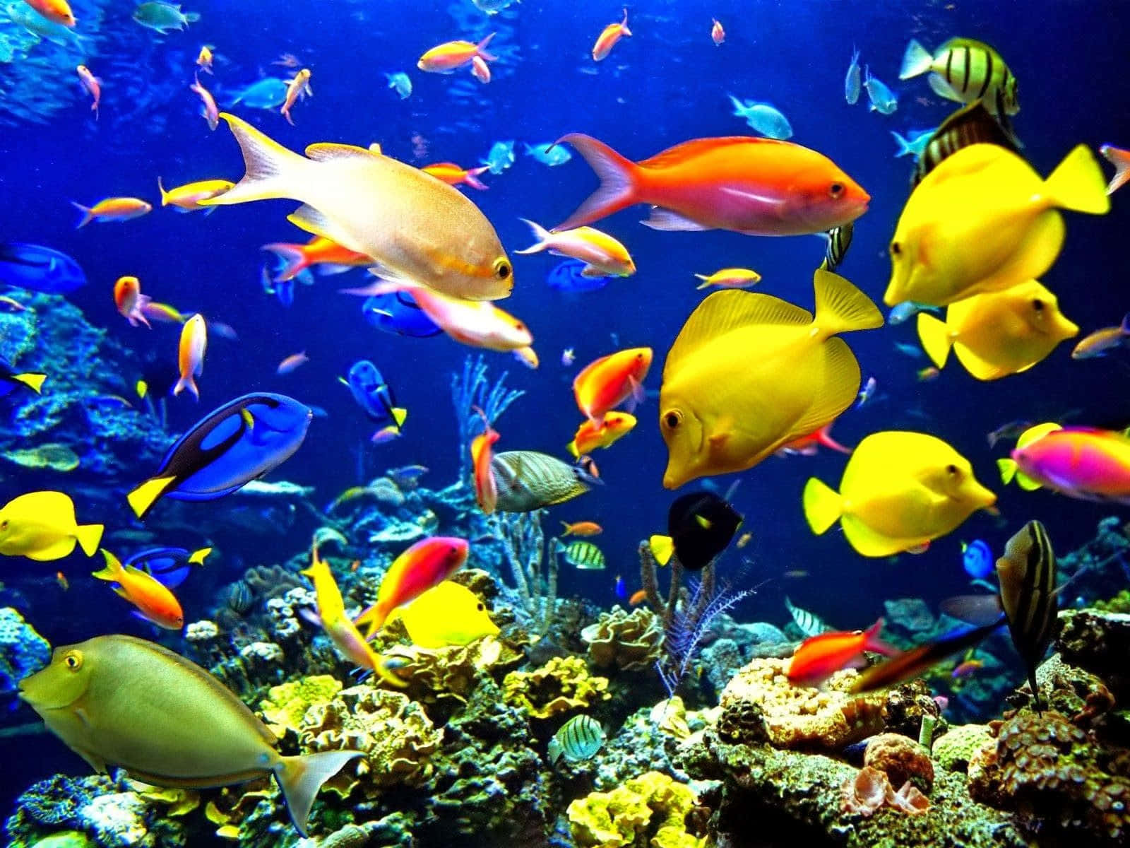 Fish Desktop 桌布 壁紙 — 色彩繽紛的熱帶魚在深藍色海洋中優雅地穿梭於色彩斑斕的珊瑚礁之間。