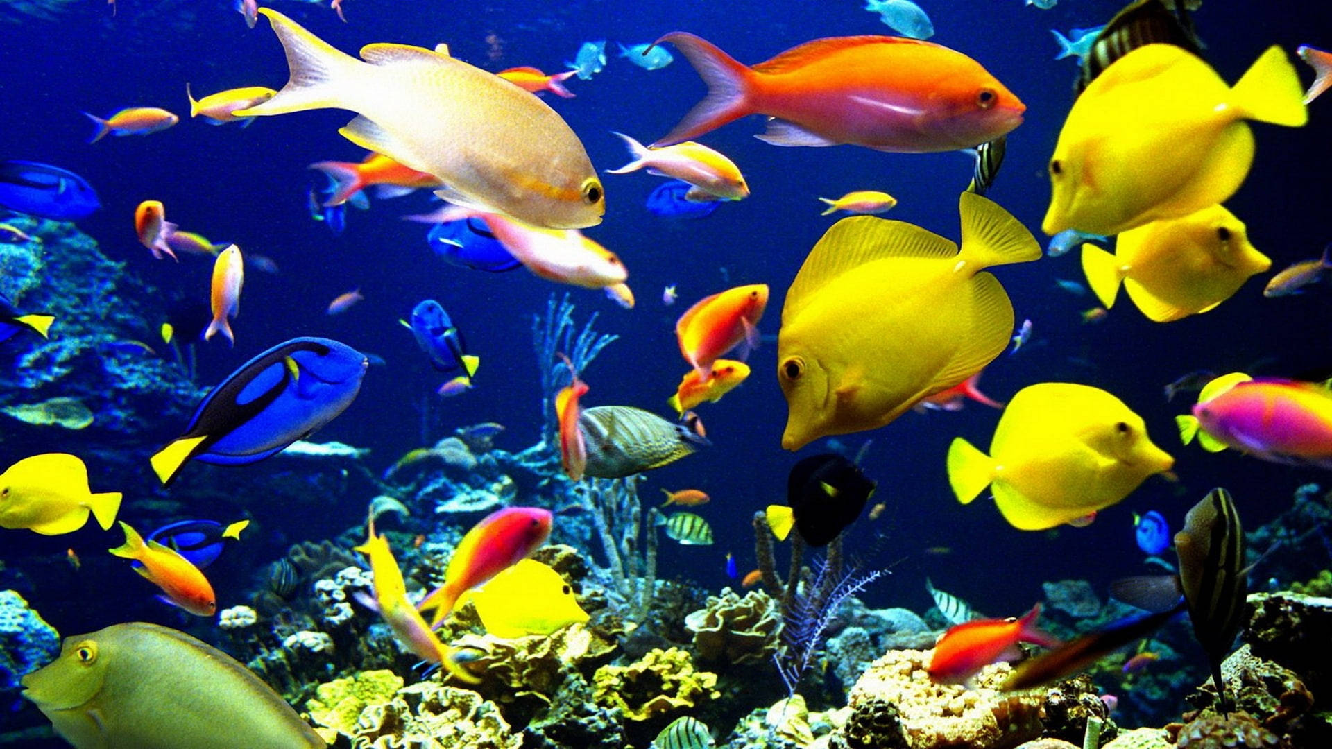 魚 桌布 壁紙 — 色彩繽紛的熱帶魚在深藍色海洋中優雅地穿梭於色彩斑斕的珊瑚礁之間。