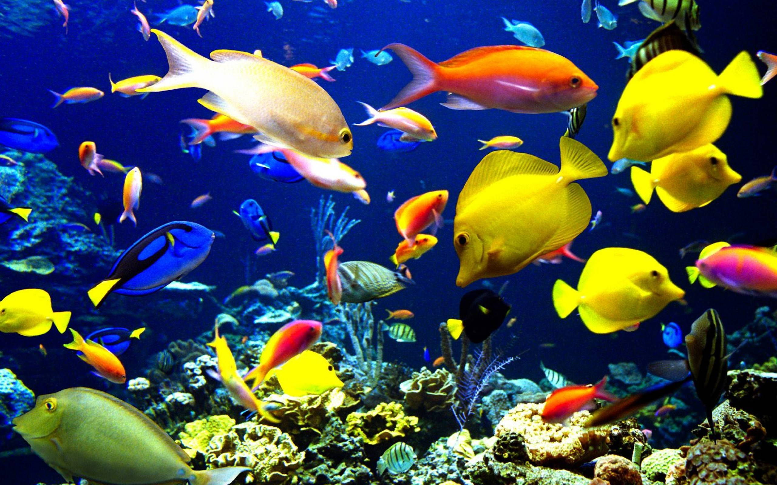 酷魚 桌布 壁紙 — 色彩繽紛的熱帶魚在深藍色海洋中優雅地穿梭於色彩斑斕的珊瑚礁之間。