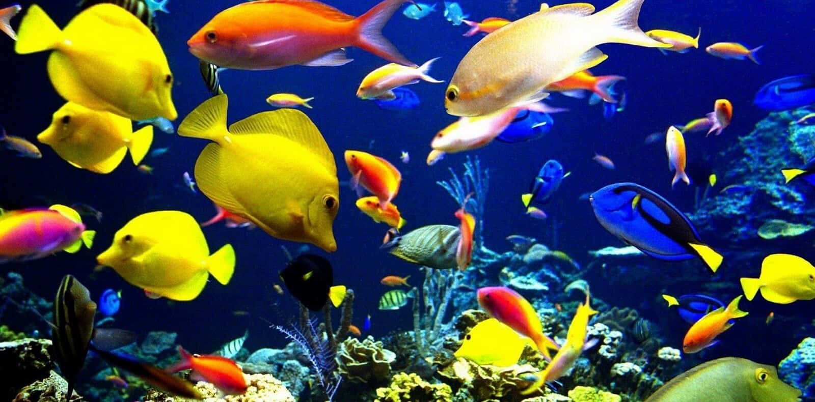 Aquatic 桌布 壁紙 — 色彩繽紛的熱帶魚在深藍色海洋中優雅地穿梭於色彩斑斕的珊瑚礁之間。