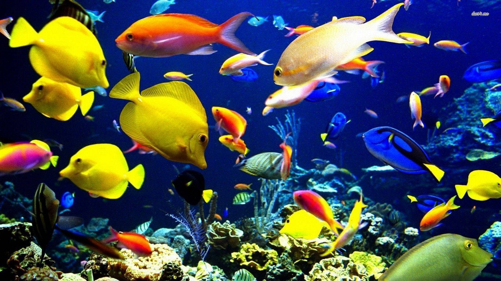 魚 桌布 壁紙 — 色彩繽紛的熱帶魚在深藍色海洋中優雅地穿梭於多彩珊瑚礁之間。