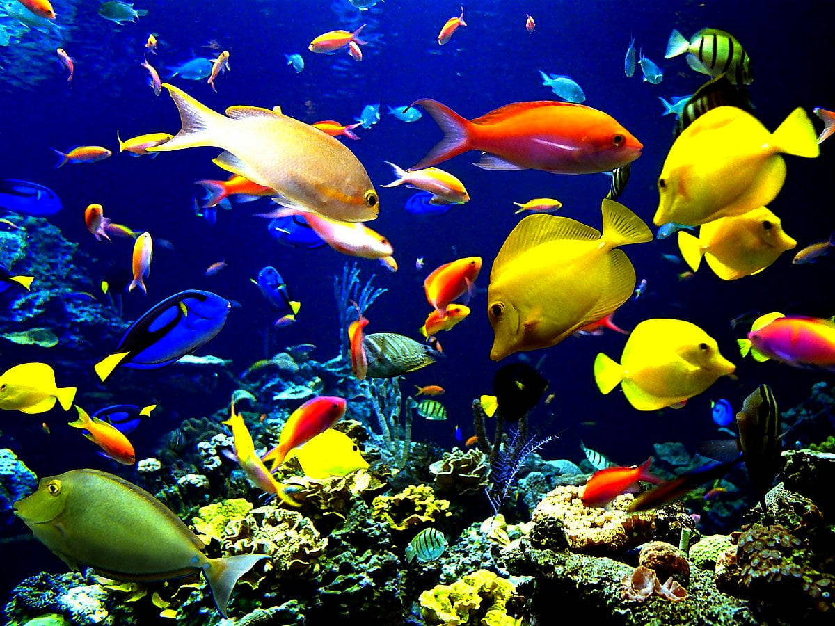Coral Reef 桌布 壁紙 — 色彩繽紛的熱帶魚在深藍色海洋中優雅地穿梭於多彩的珊瑚礁之間。