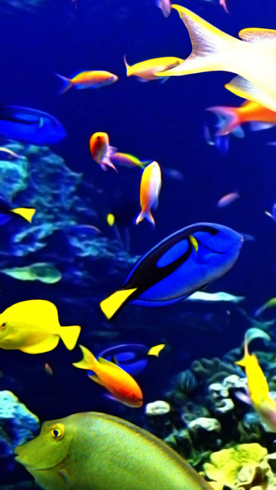 Aquarium iPhone 桌布 壁紙 — 色彩繽紛的熱帶魚在深藍色珊瑚礁水域中優雅地游動，散發著多彩的生命光芒。