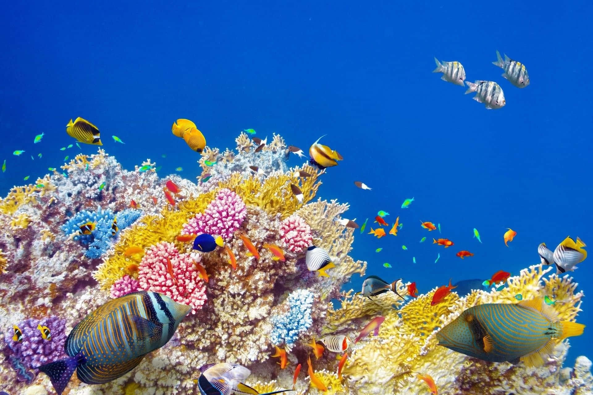 coral 桌布 壁紙 — 色彩繽紛的熱帶魚在清澈湛藍的海水中穿梭於多彩的珊瑚群之間。