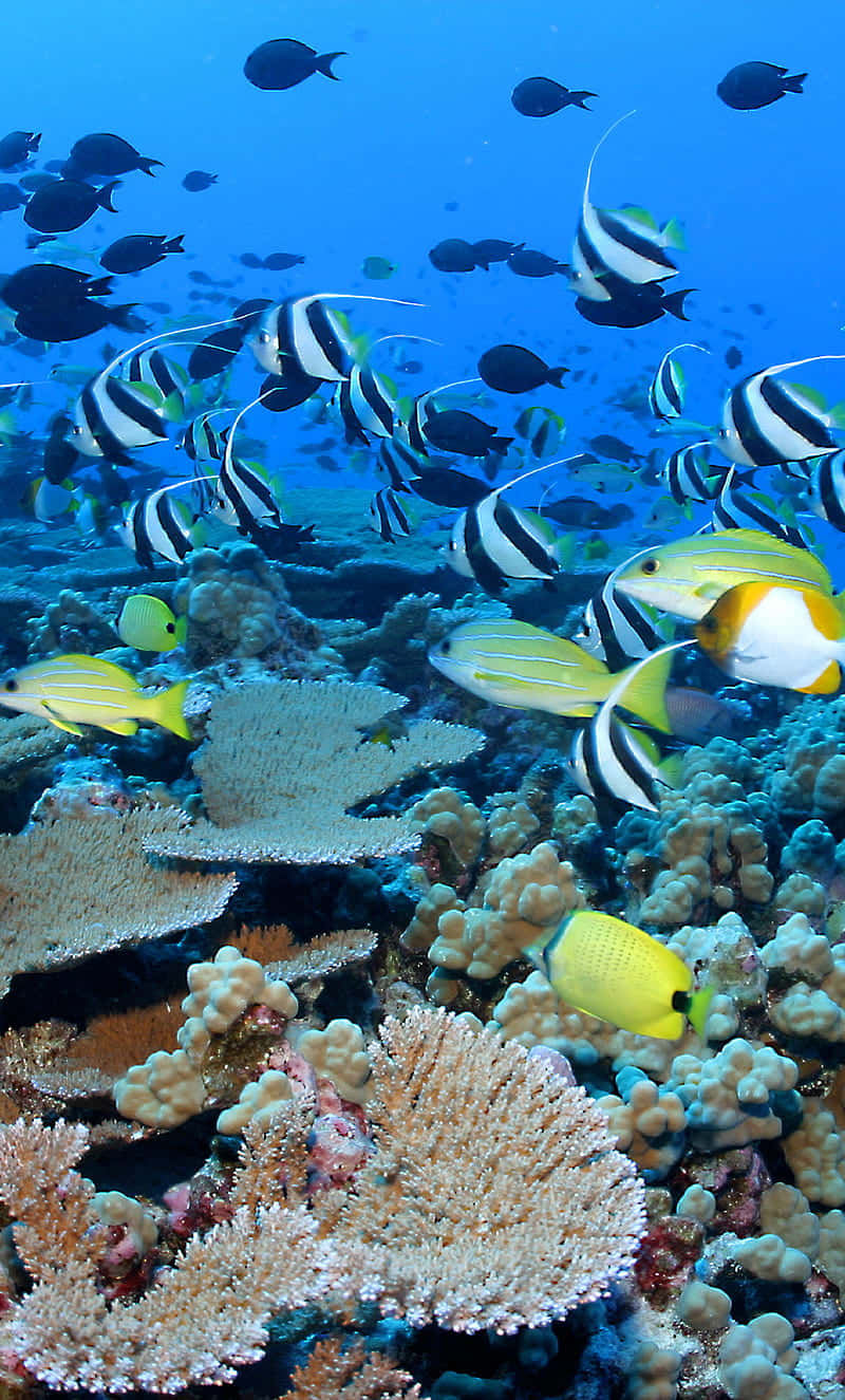 Coral Reef 桌布 壁紙 — 色彩繽紛的熱帶魚在清澈湛藍的海水中，優雅地穿梭於多彩的珊瑚叢之間。