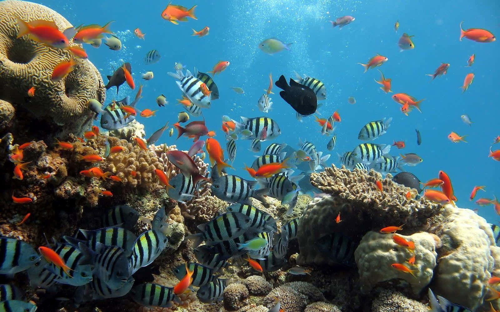 海洋 桌布 壁紙 — 色彩繽紛的熱帶魚在清澈湛藍的海水下，穿梭於多彩的珊瑚叢中。
