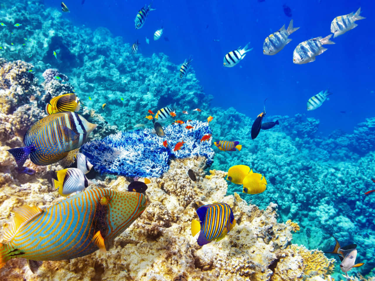 Coral Reef 桌布 壁紙 — 色彩繽紛的熱帶魚在清澈湛藍的海水中，優雅地穿梭於多彩的珊瑚礁之間。