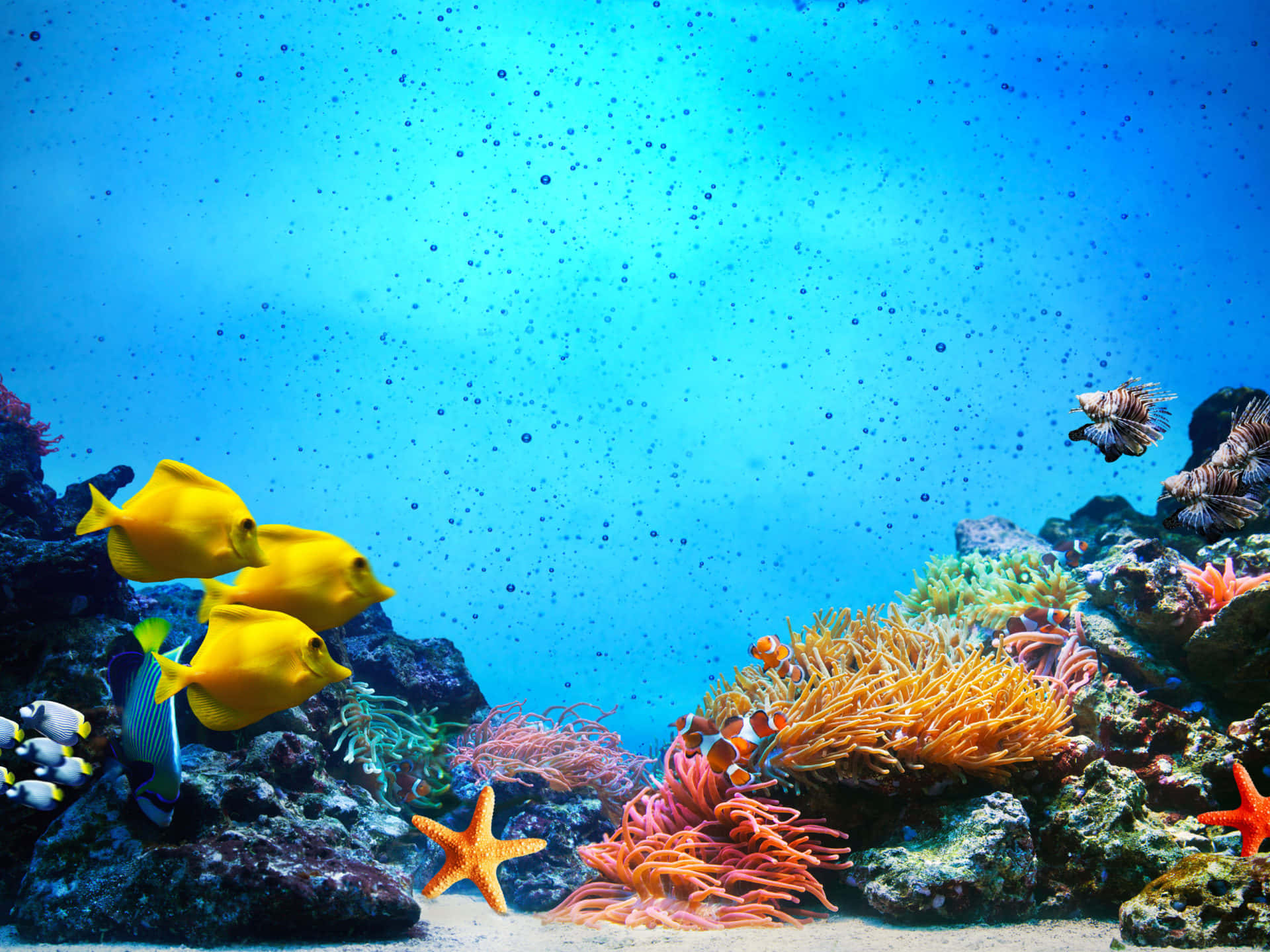 Coral Reef 桌布 壁紙 — 色彩繽紛的熱帶魚在清澈湛藍的海水中，於多彩的珊瑚礁和海星之間游動。