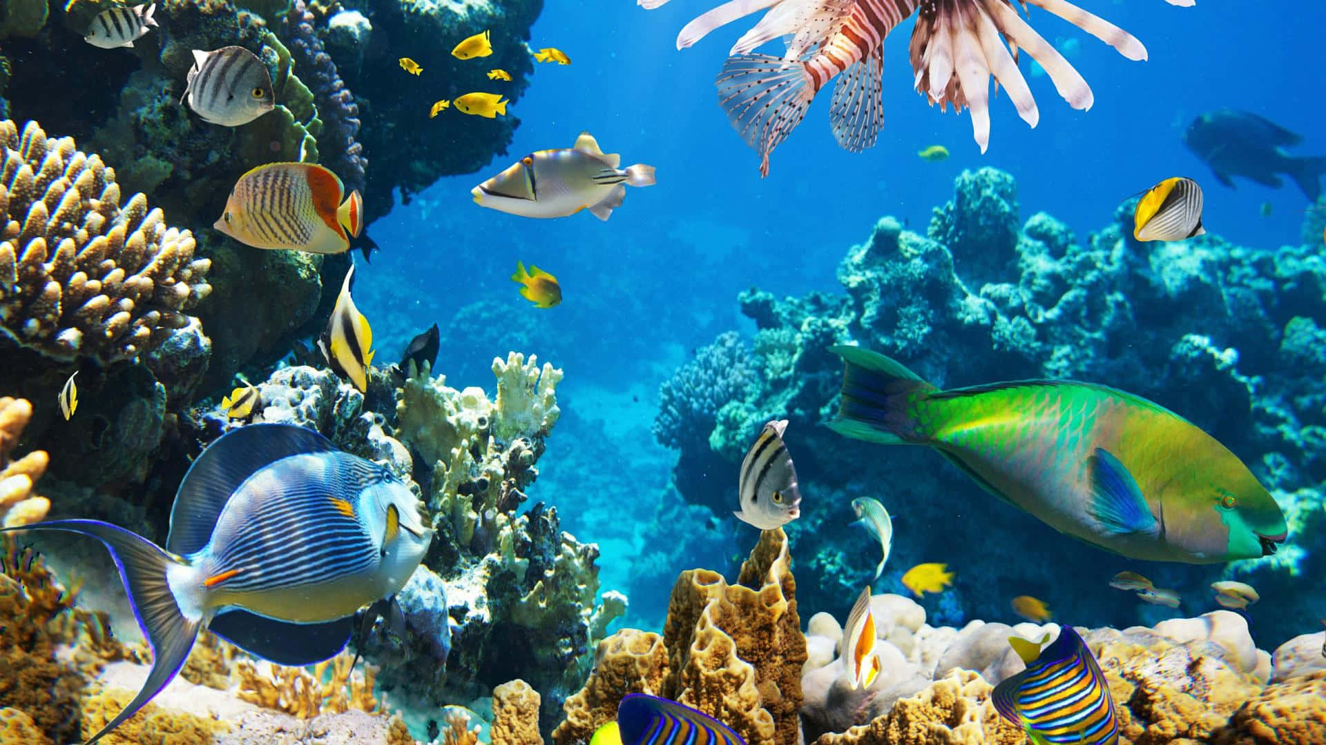 Underwater Ocean 桌布 壁紙 — 色彩繽紛的熱帶魚在清澈湛藍的海水下，優雅地穿梭於色彩斑斕的珊瑚礁之間。