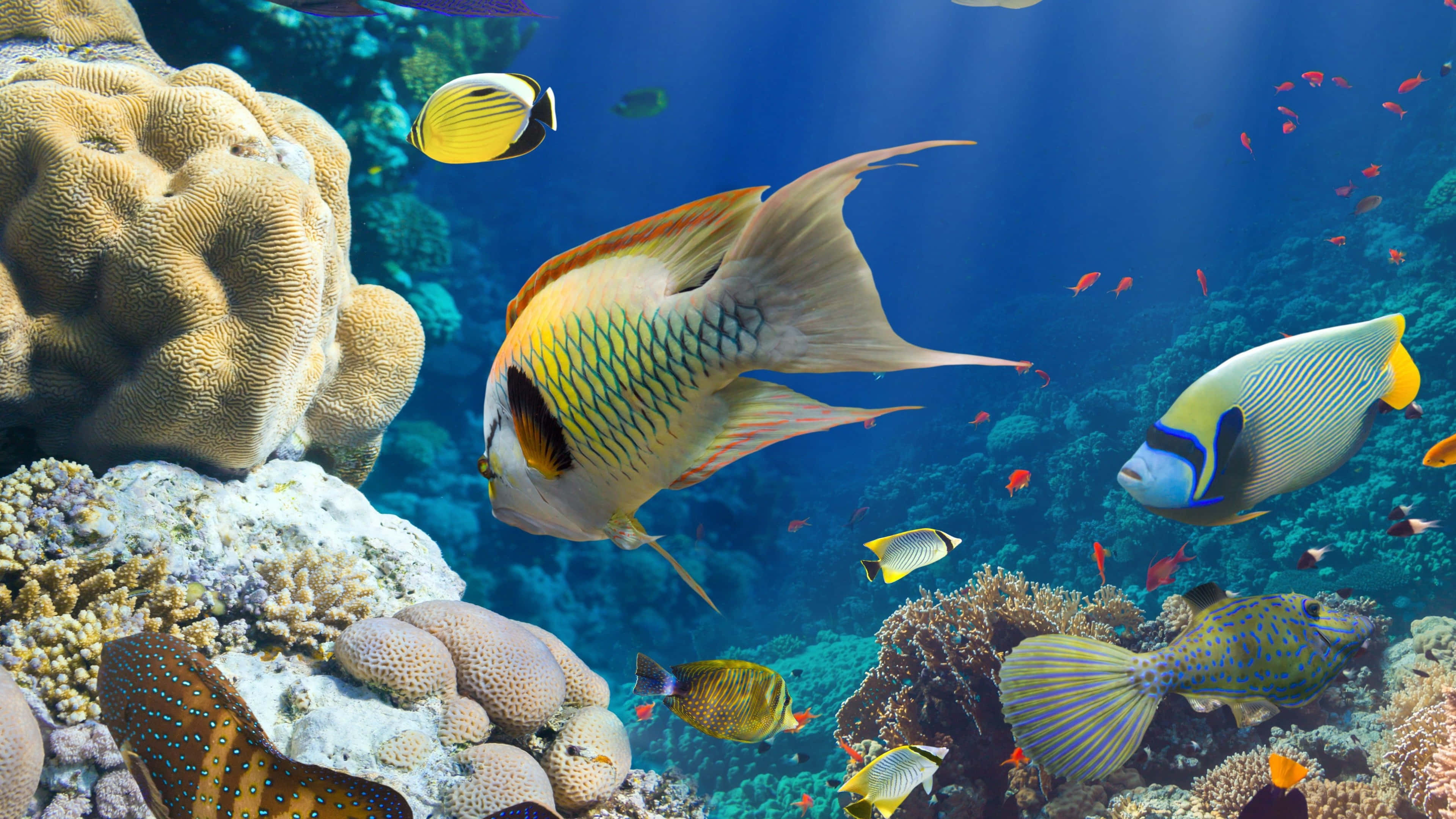 4K Fish 桌布 壁紙 — 色彩繽紛的熱帶魚在清澈湛藍的海水中，優雅地穿梭於色彩斑斕的珊瑚礁之間。
