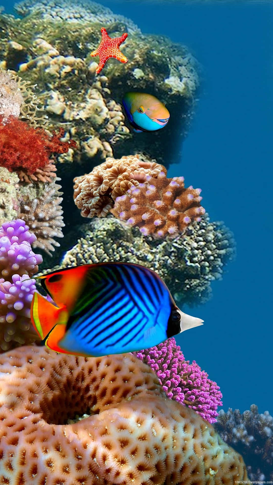 Aquarium iPhone 桌布 壁紙 — 色彩繽紛的熱帶魚在清澈湛藍的海水中游過色彩斑斕的珊瑚礁和一隻亮橙色的海星。