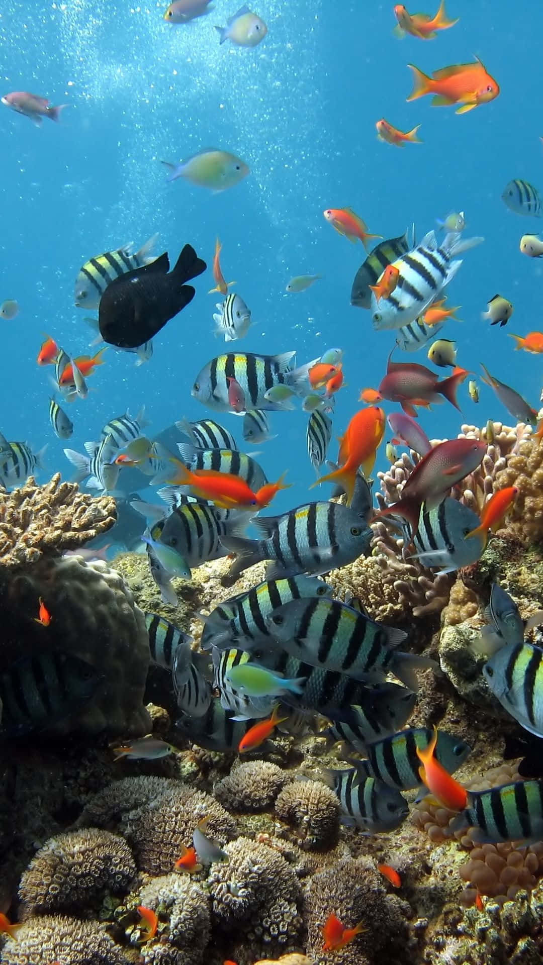Underwater Ocean 桌布 壁紙 — 色彩繽紛的熱帶魚在清澈湛藍的海水下，優雅地穿梭於色彩斑斕的珊瑚礁之間。