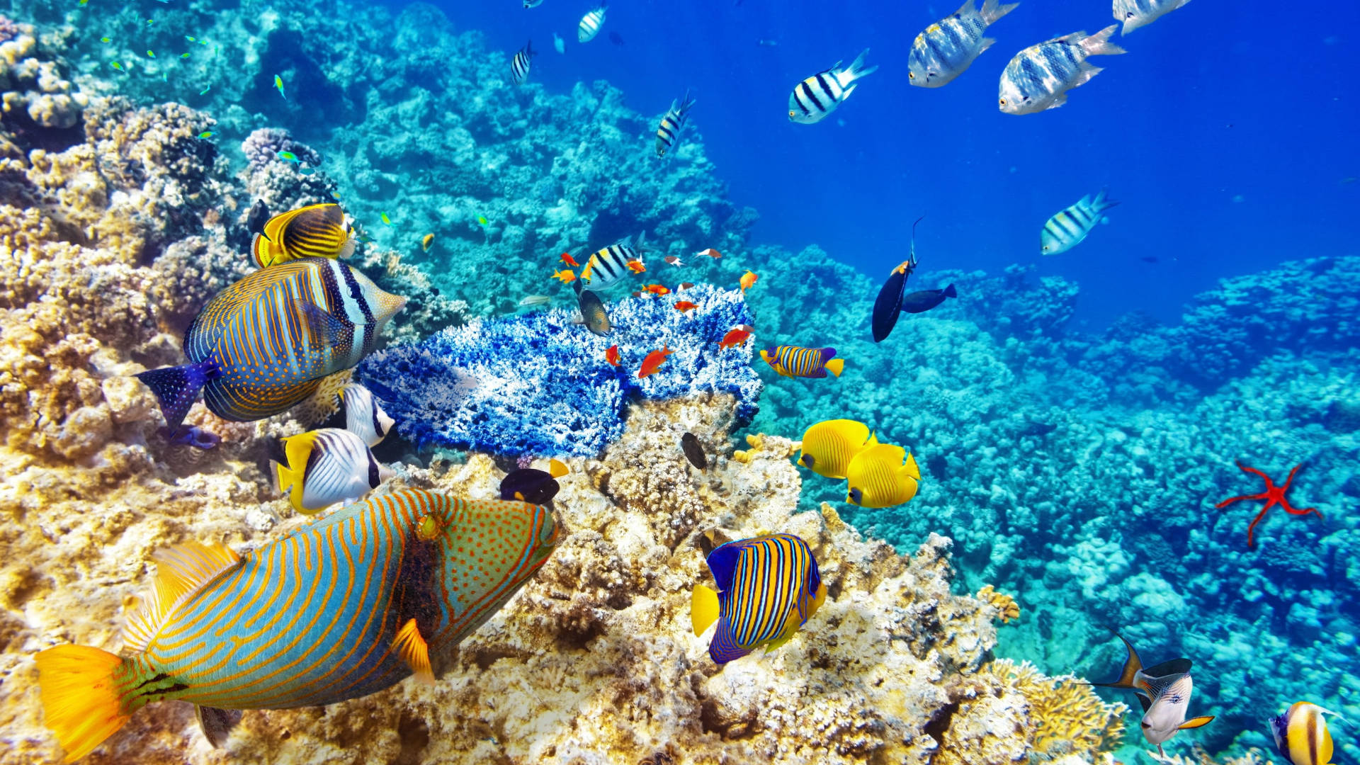 水下動畫 桌布 壁紙 — 色彩繽紛的熱帶魚在清澈湛藍的海水下，優雅地穿梭於色彩斑斕的珊瑚礁之間。