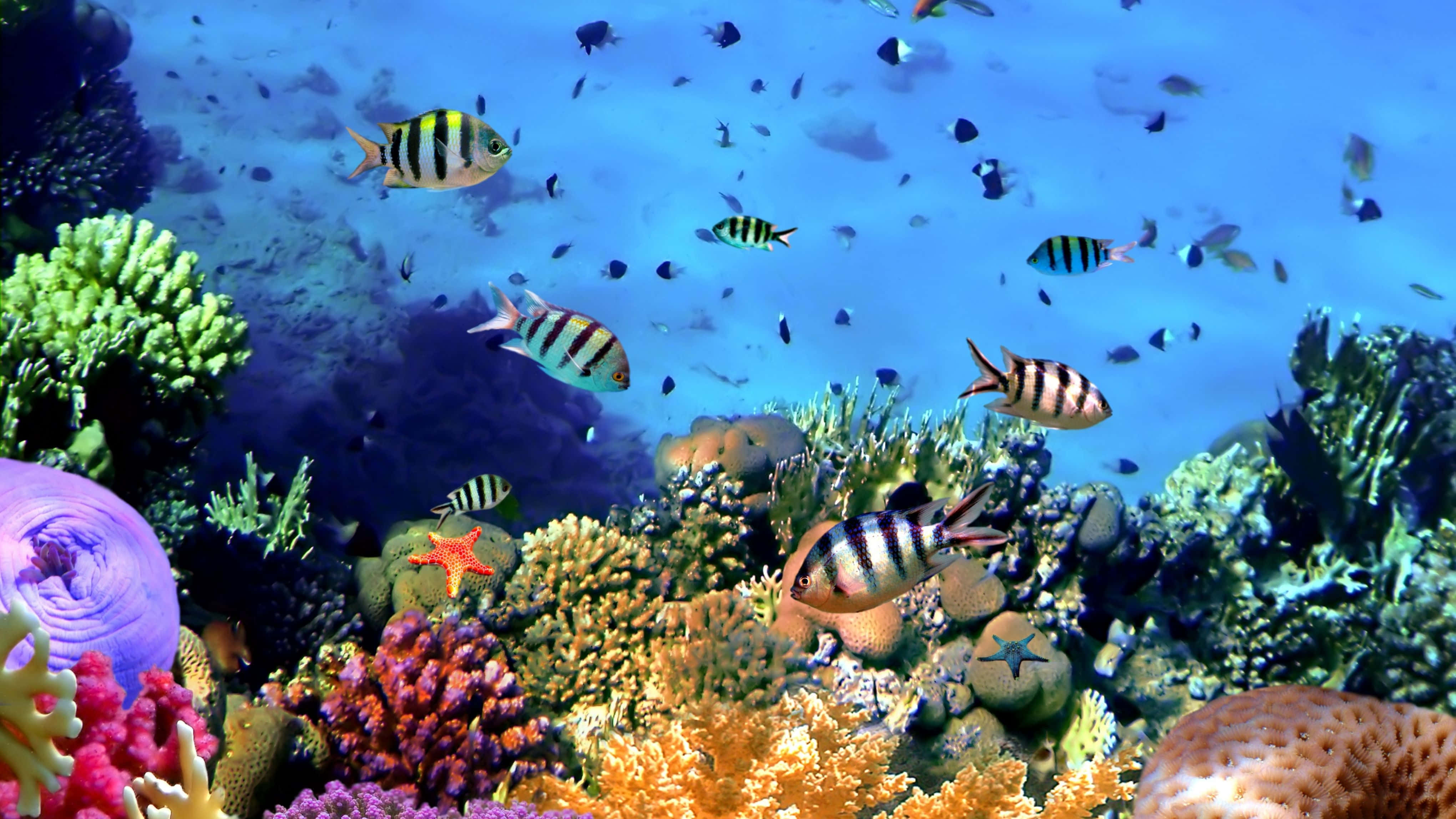 4K Monitor 桌布 壁紙 — 色彩繽紛的熱帶魚在清澈湛藍的海水中，於色彩斑斕的珊瑚礁之間游動。