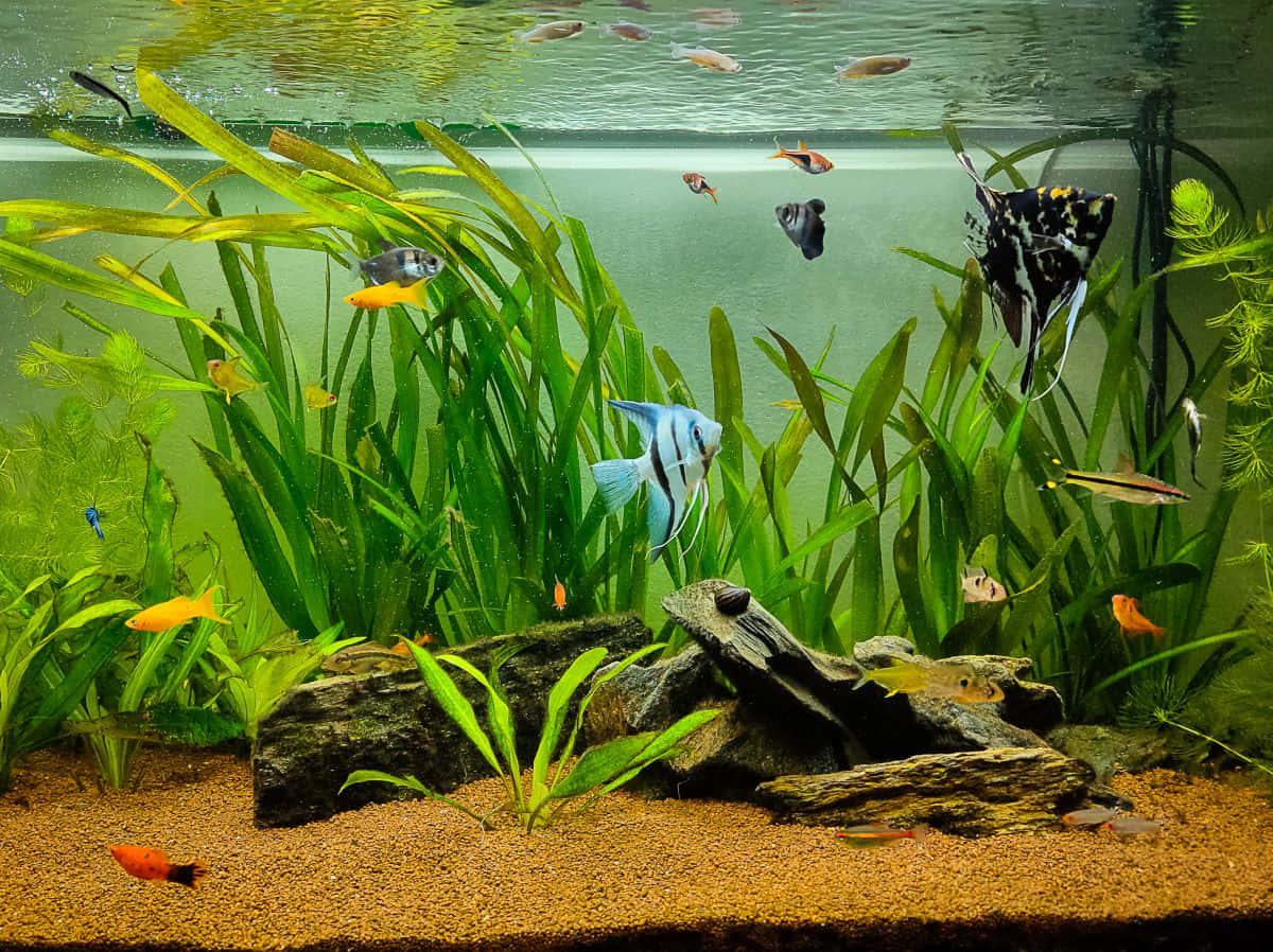 桌布 壁紙 — 色彩繽紛的熱帶魚在清澈的水族箱中，於茂盛的綠色植物和沉木間優雅地游動，底部是沙質底床。