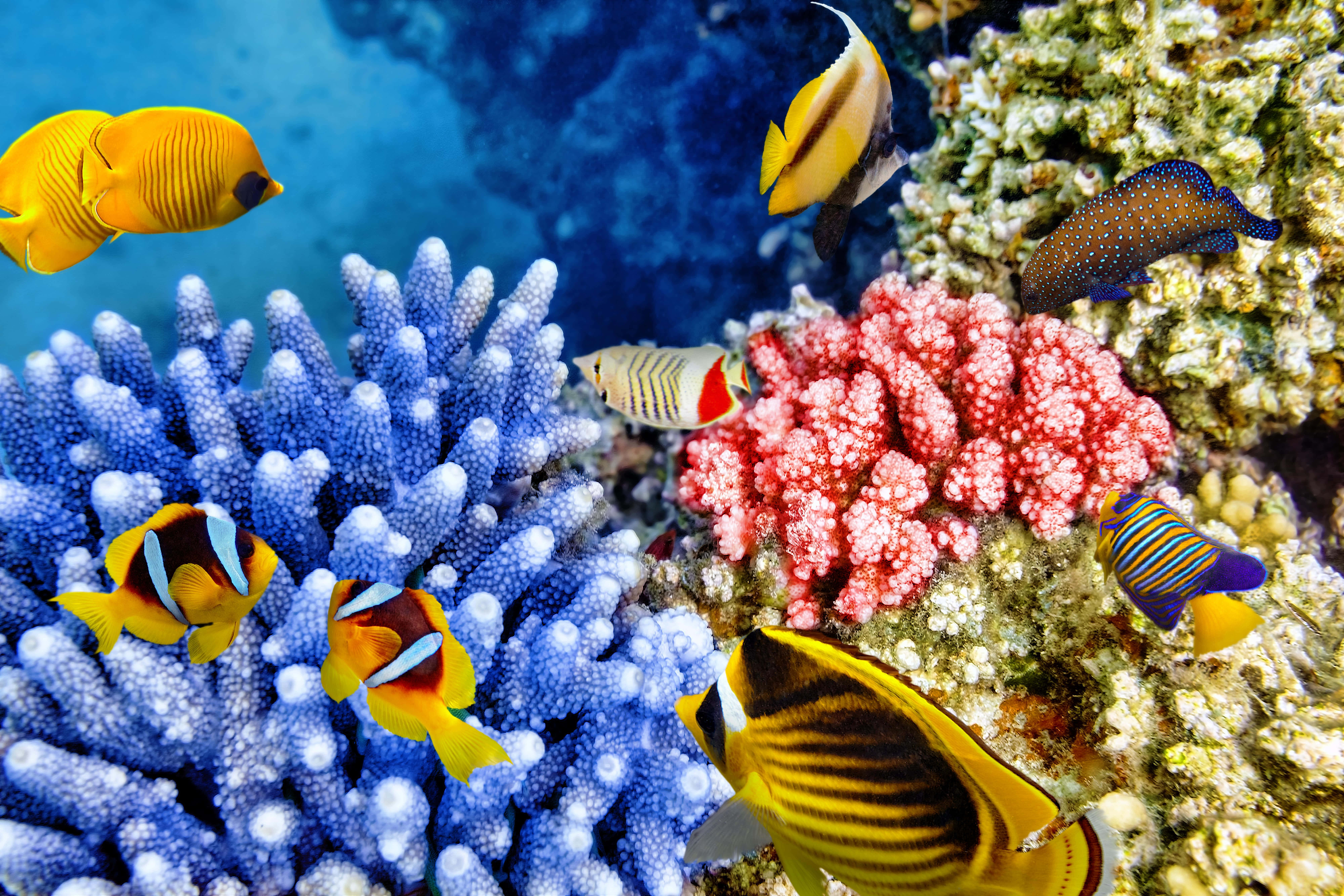 coral 桌布 壁紙 — 色彩繽紛的熱帶魚在清澈的海水中於藍色和粉紅色的珊瑚群之間游動。