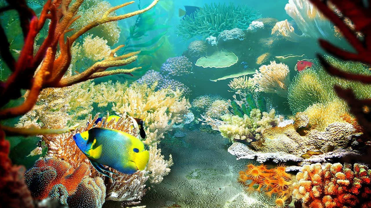 HD Fish 桌布 壁紙 — 色彩繽紛的熱帶魚在清澈的碧綠海水中穿梭於色彩斑斕的珊瑚礁之間。