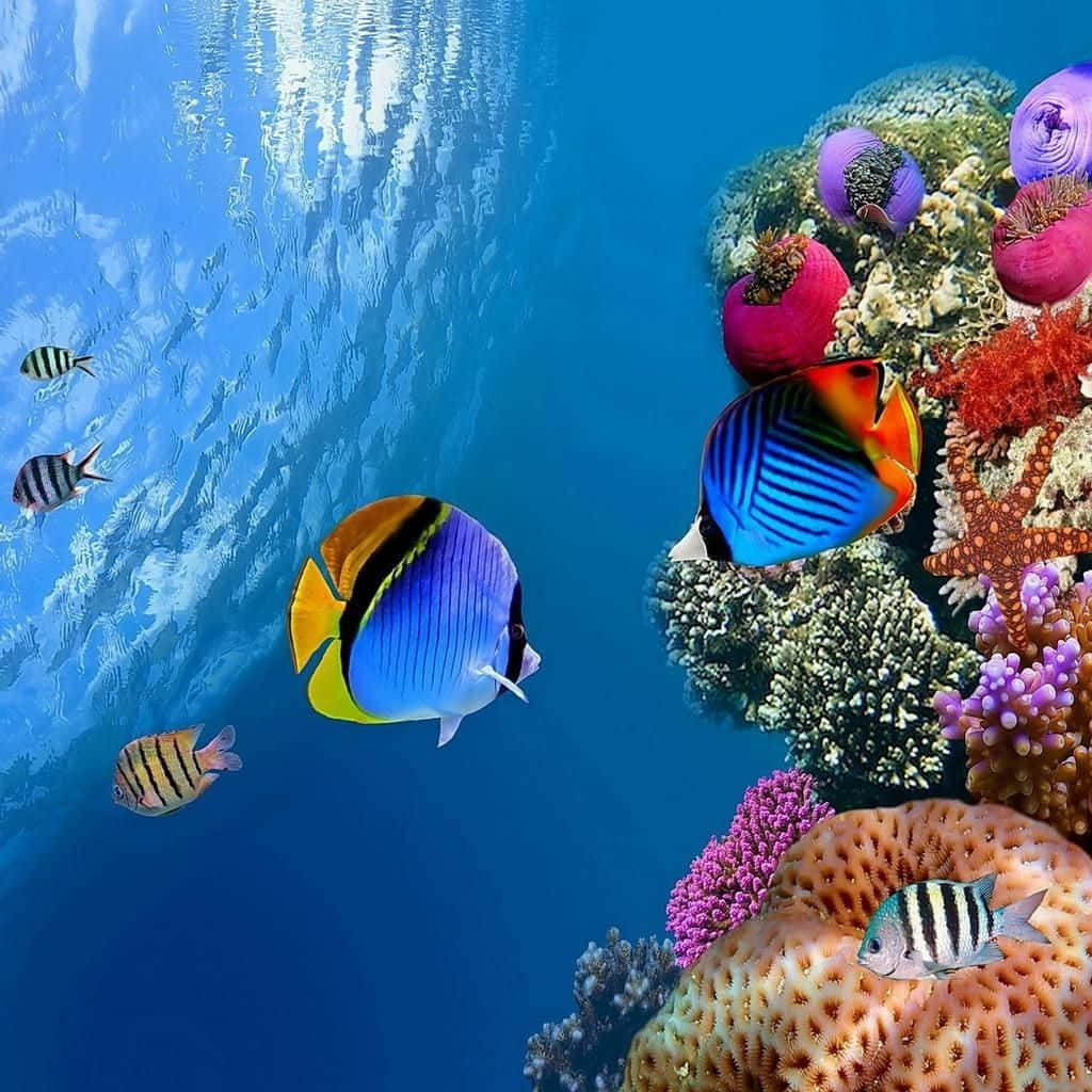 coral 桌布 壁紙 — 色彩繽紛的熱帶魚在清澈的藍色海水下，於色彩斑斕的珊瑚礁間優雅地游動。